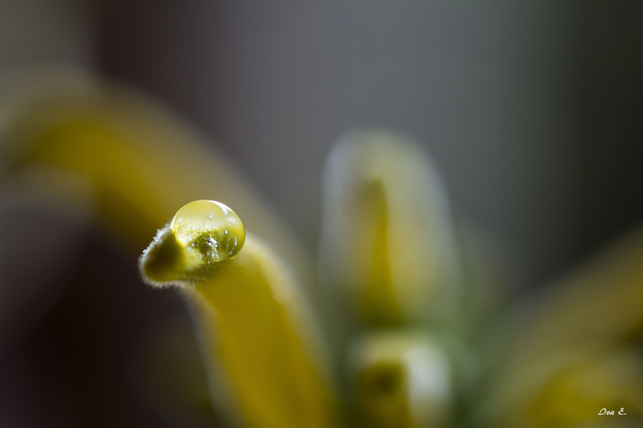 Nikon AF-S DX Micro Nikkor 40mm F2.8 sample photo. Gota photography