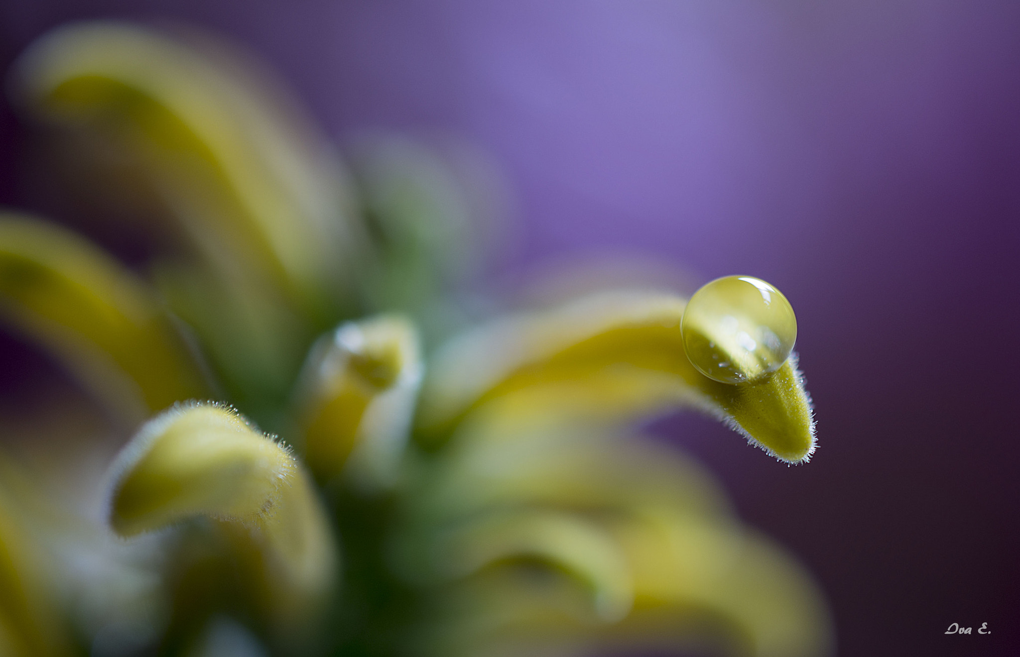 Nikon AF-S DX Micro Nikkor 40mm F2.8 sample photo. Gota photography