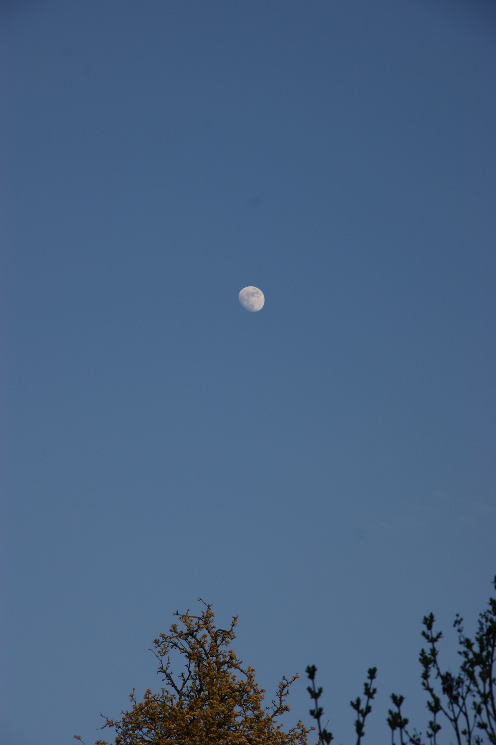 Sony Alpha DSLR-A290 + Sigma 18-200mm F3.5-6.3 DC sample photo. Moon photography