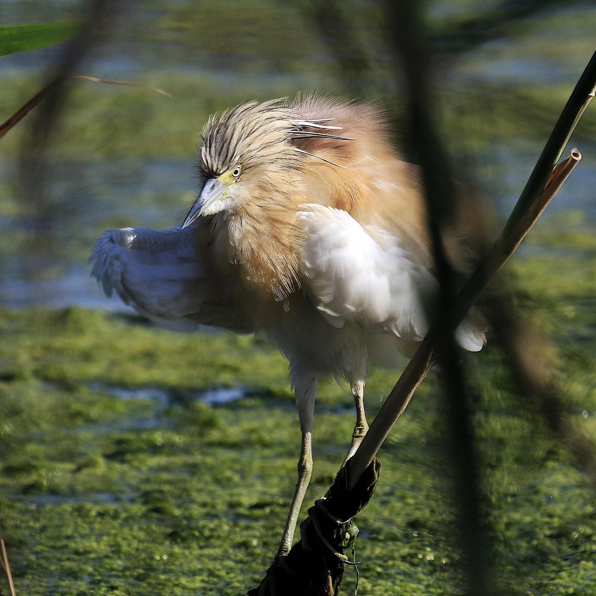Canon EF 100-400mm F4.5-5.6L IS USM sample photo. Birds photography