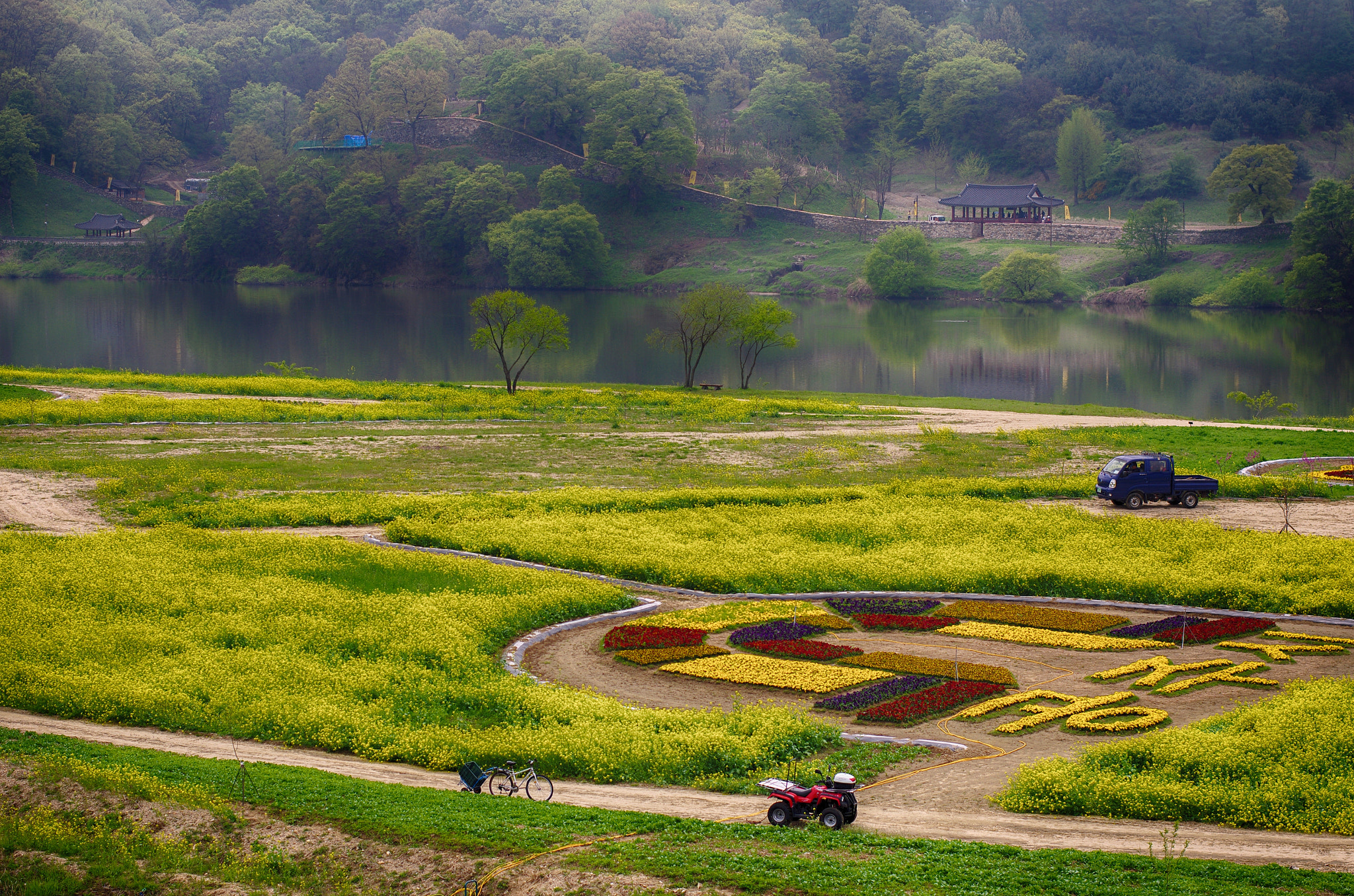 Pentax K-5 + Pentax smc DA* 55mm F1.4 SDM sample photo. Rape flower , gongsanseong photography