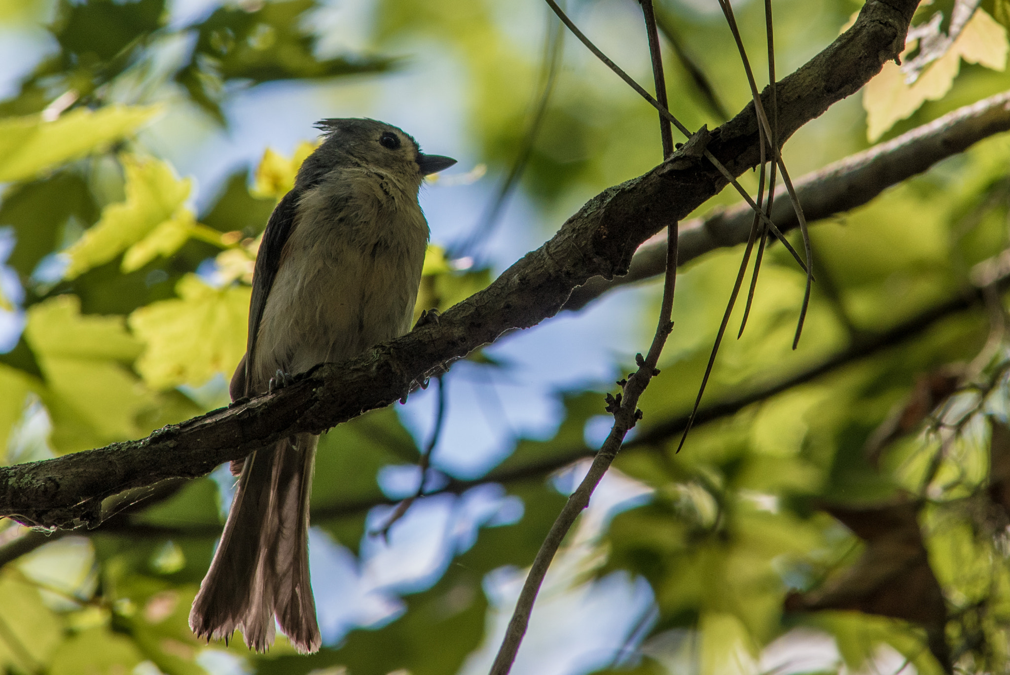 Nikon D610 + AF Nikkor 300mm f/4 IF-ED sample photo. Gnatcatcher photography