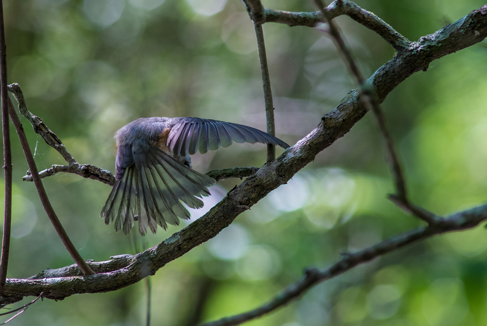 Nikon D610 + AF Nikkor 300mm f/4 IF-ED sample photo. Wing and tail photography