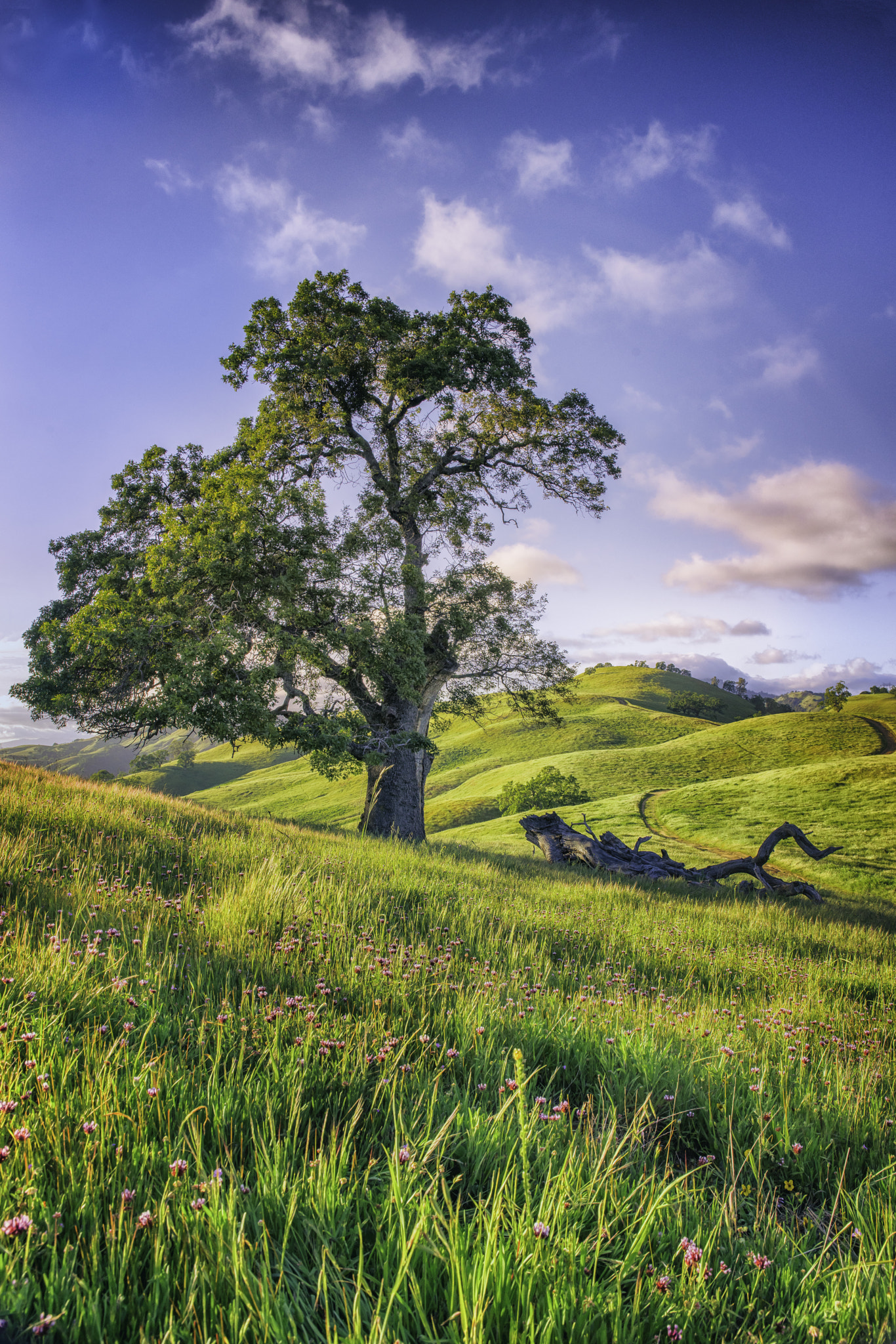 Sony a7R II + Canon EF 24-70mm F4L IS USM sample photo. Clover field photography