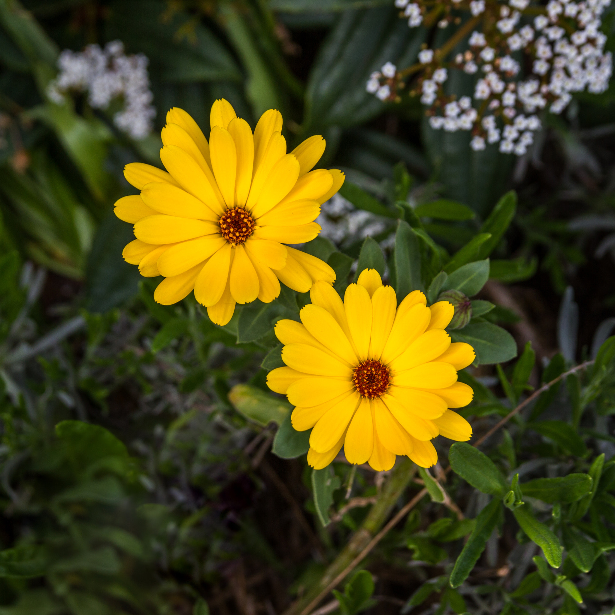 Sigma 18-50mm f/2.8 Macro sample photo. Calendula photography