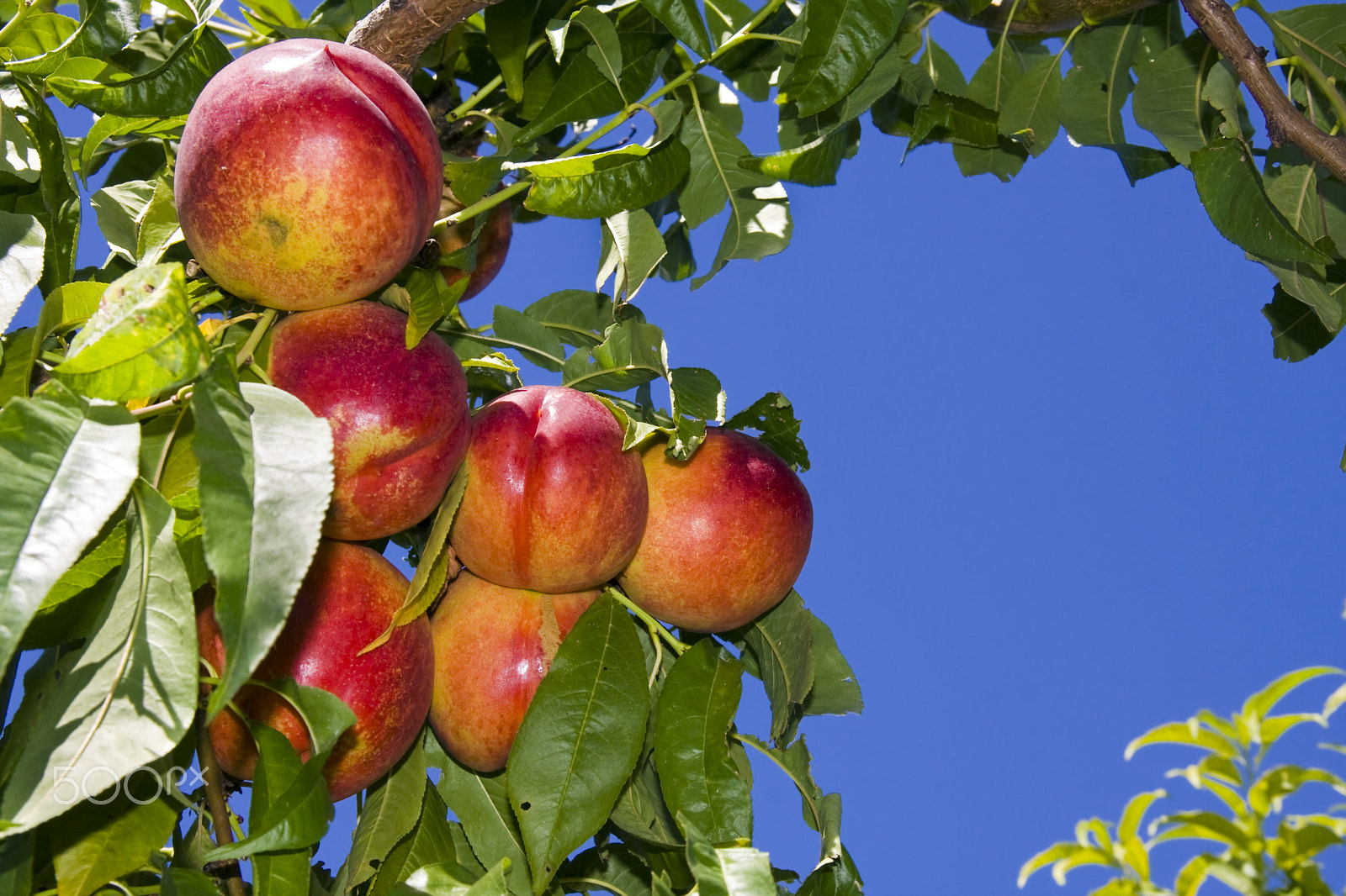 Canon EOS 40D sample photo. Nectarines photography