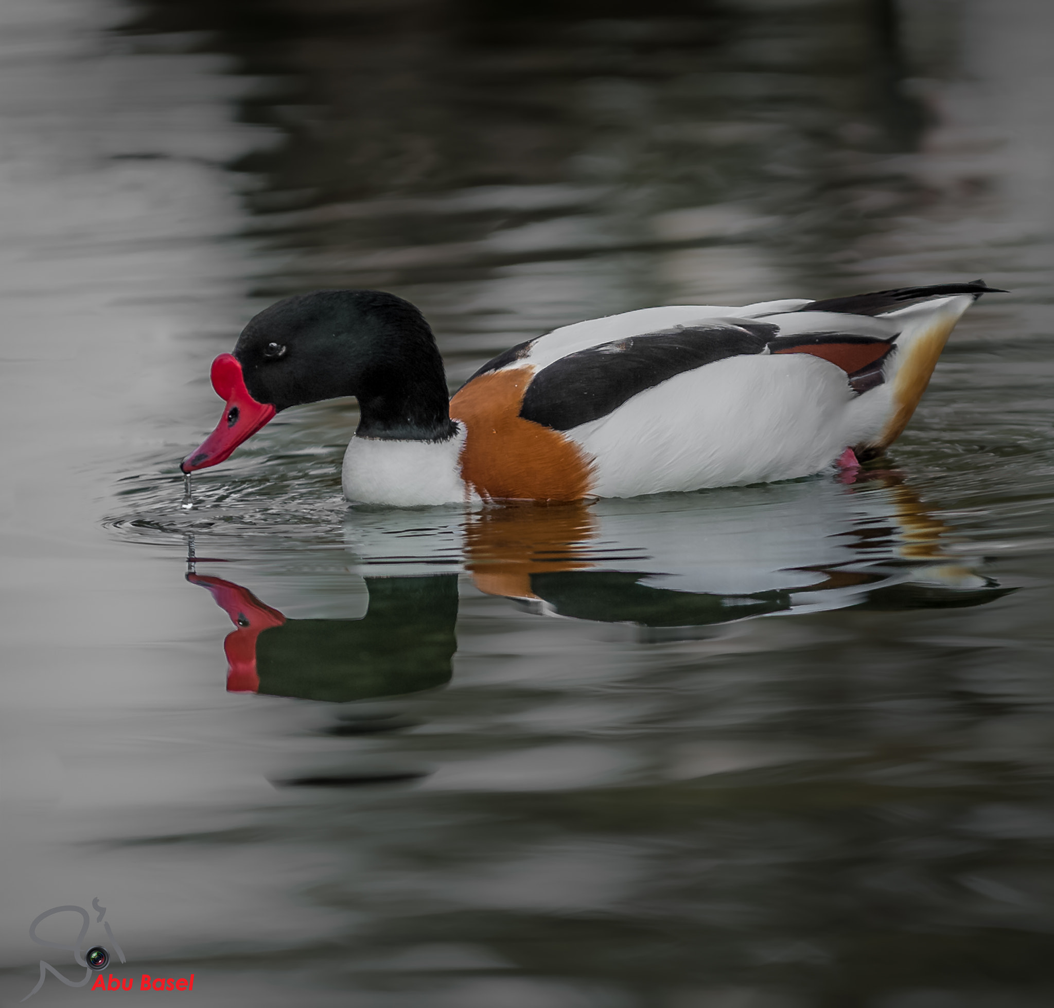 Sigma 70-200mm F2.8 EX DG OS HSM sample photo
