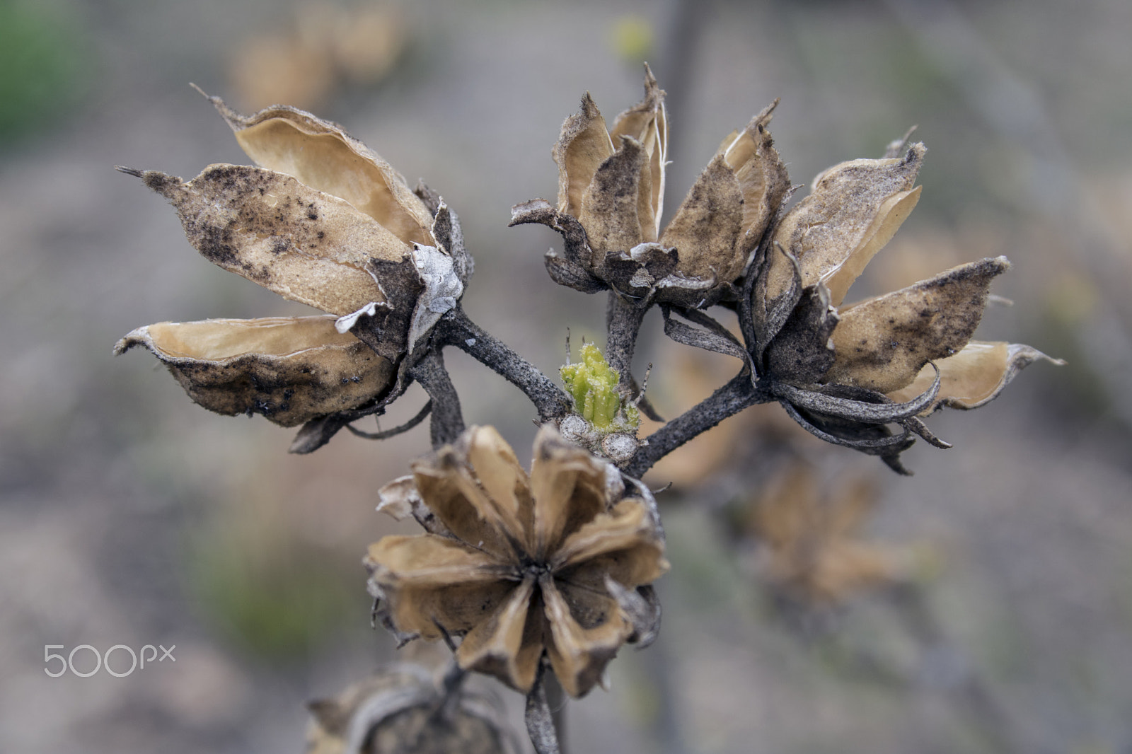 Canon EF-S 18-55mm F3.5-5.6 sample photo. New bole photography