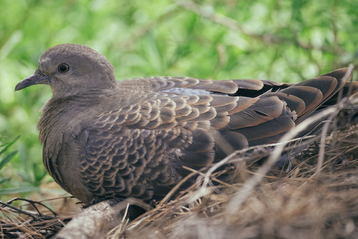 150-600mm F5-6.3 DG OS HSM | Contemporary 015 sample photo. Bird photography