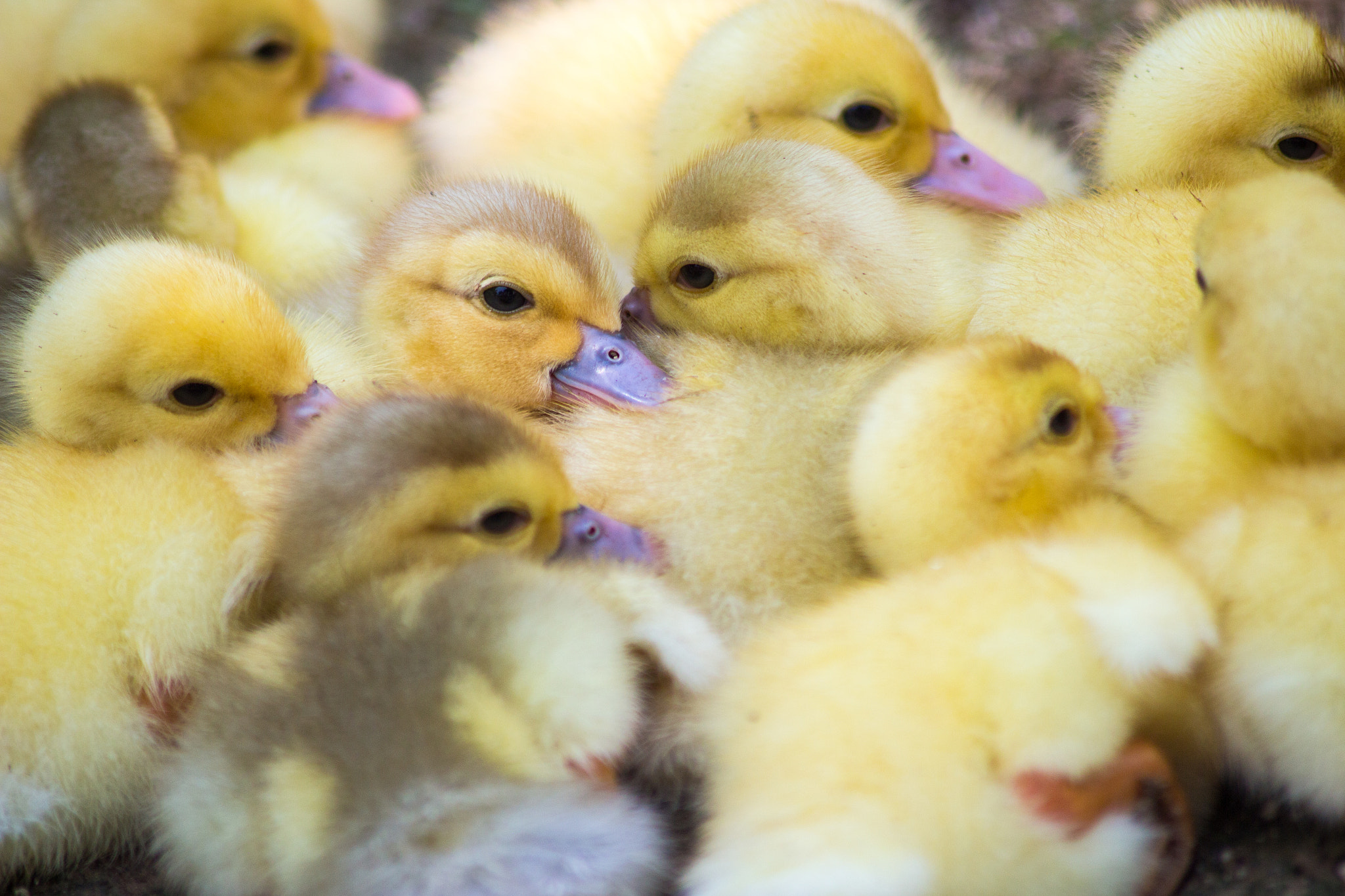 Canon EOS 650D (EOS Rebel T4i / EOS Kiss X6i) sample photo. Duckies photography