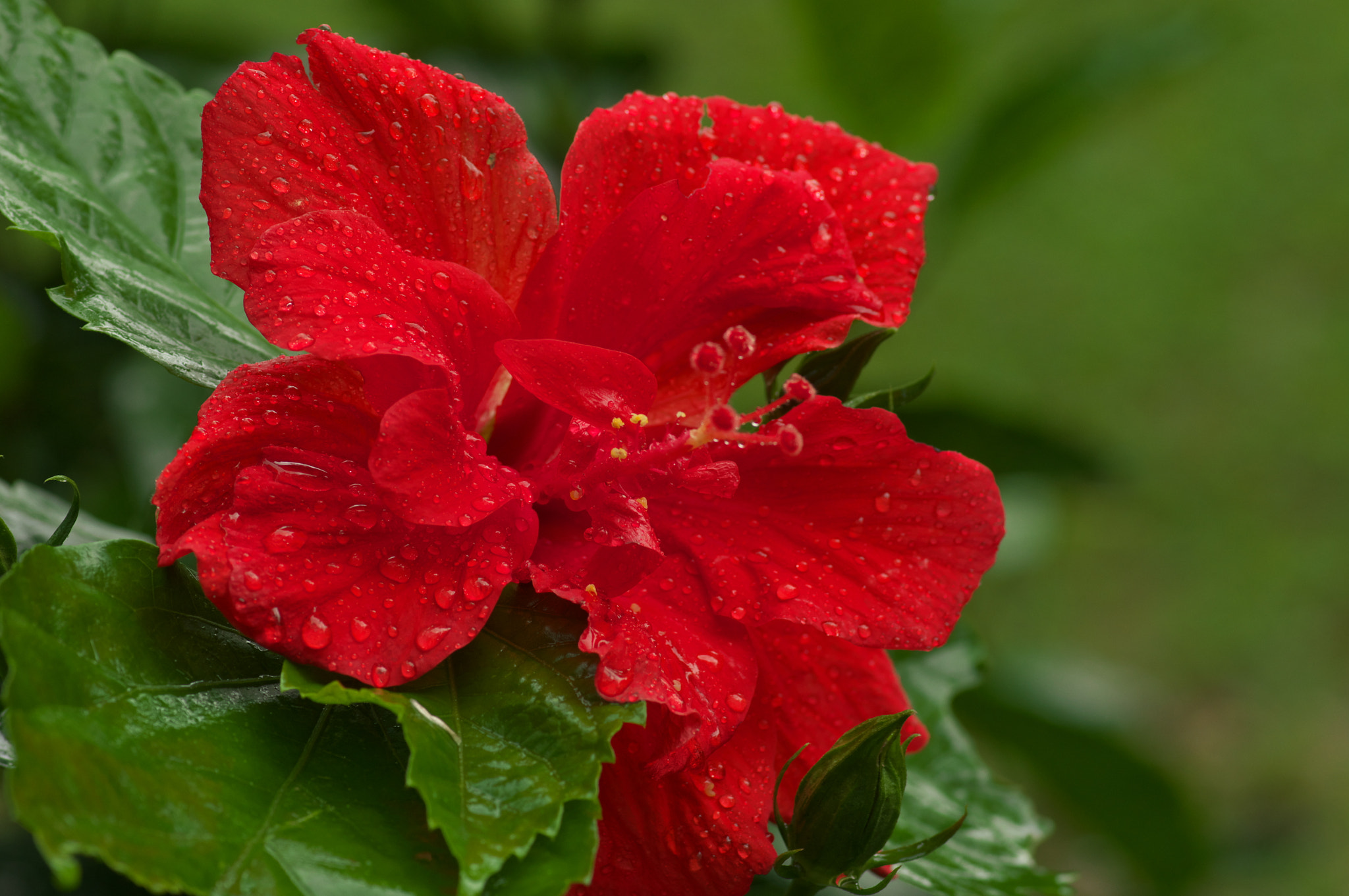 Pentax K-3 + Pentax smc D-FA 100mm F2.8 Macro WR sample photo. Shower photography