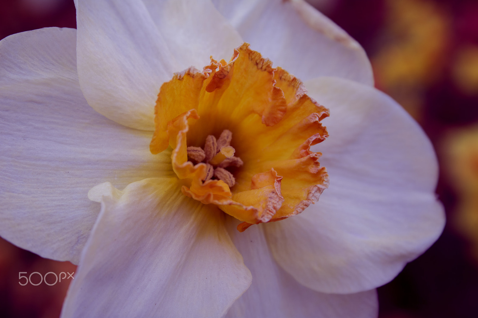 Canon EF-S 18-55mm F3.5-5.6 sample photo. Narcissus photography