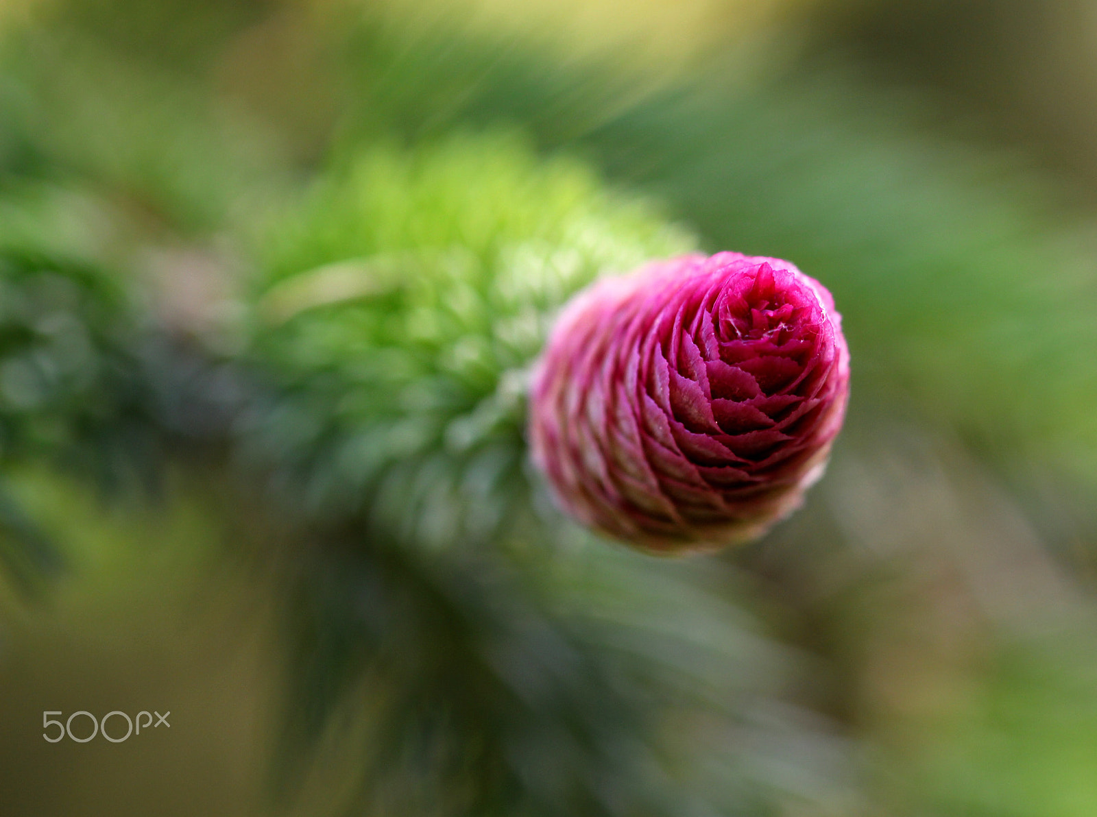 Canon EOS 100D (EOS Rebel SL1 / EOS Kiss X7) sample photo. Forest firs photography
