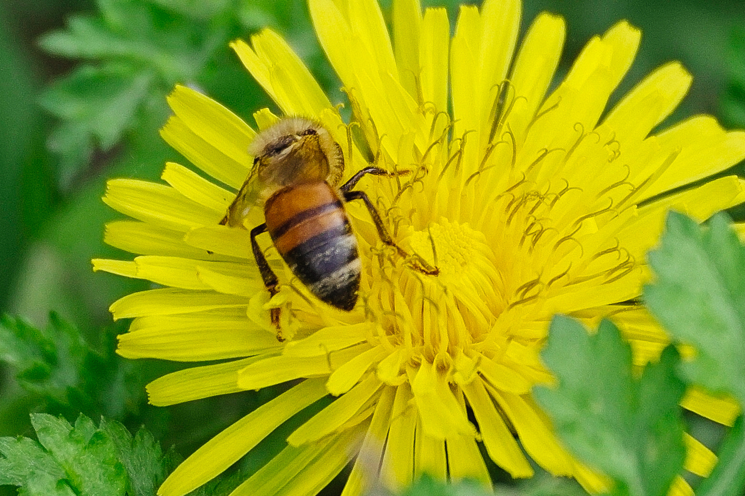 150-600mm F5-6.3 DG OS HSM | Contemporary 015 sample photo. Bee photography