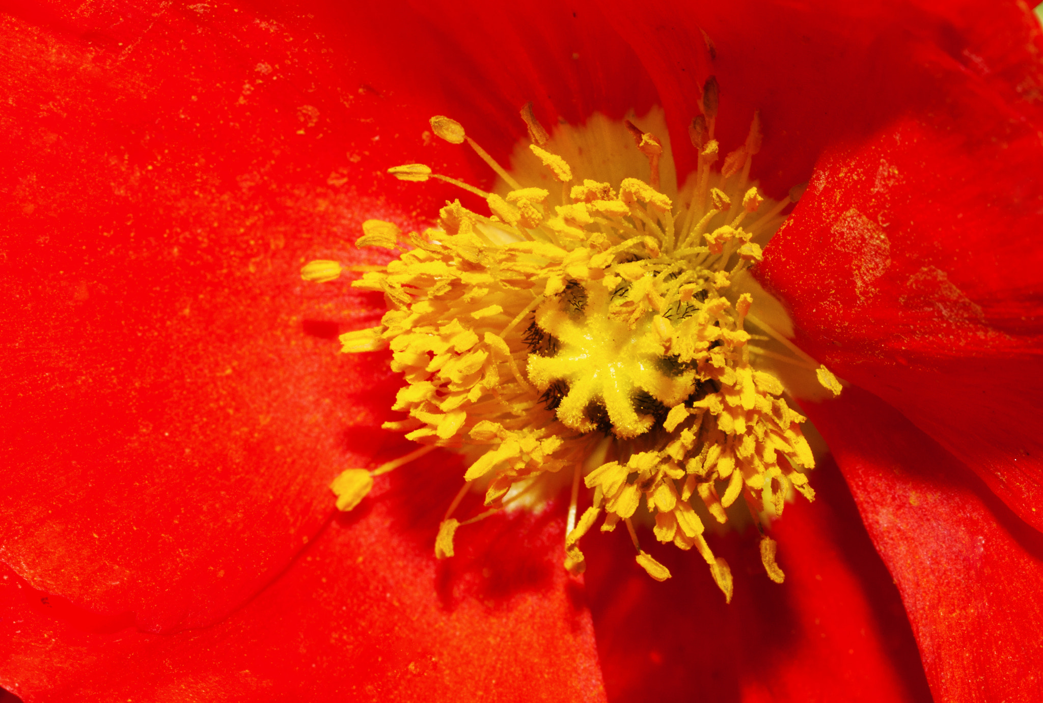 Canon EOS 450D (EOS Rebel XSi / EOS Kiss X2) + Canon EF 100mm F2.8L Macro IS USM sample photo. Heart of poppy photography