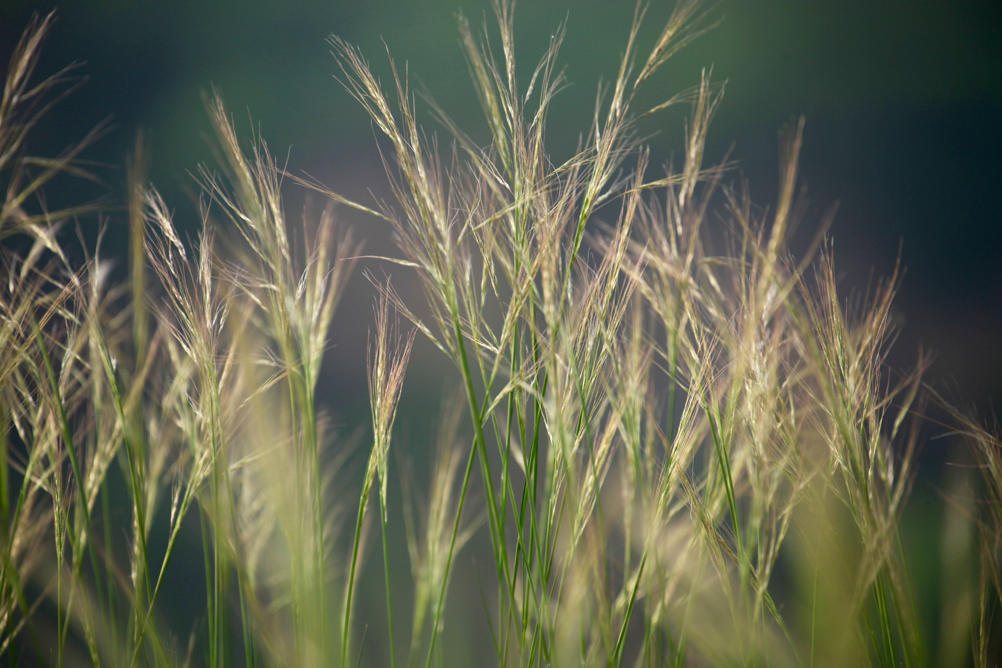 Canon EF 70-300mm F4-5.6L IS USM sample photo
