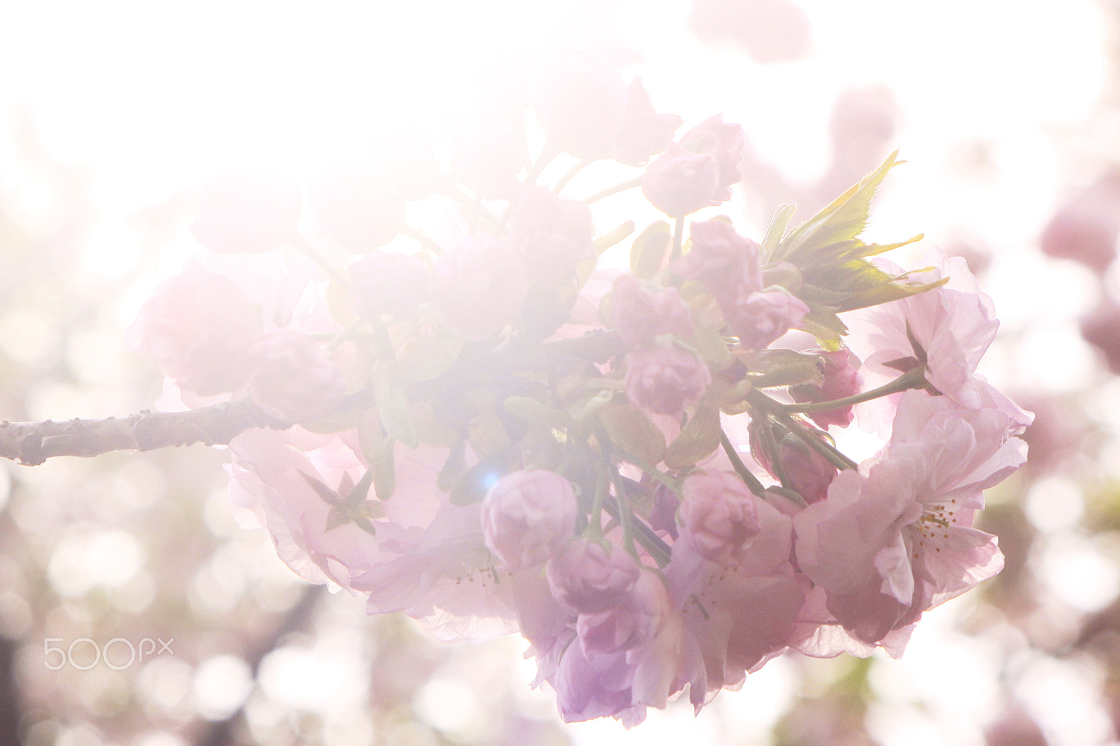 Canon EF 28-105mm f/3.5-4.5 USM sample photo