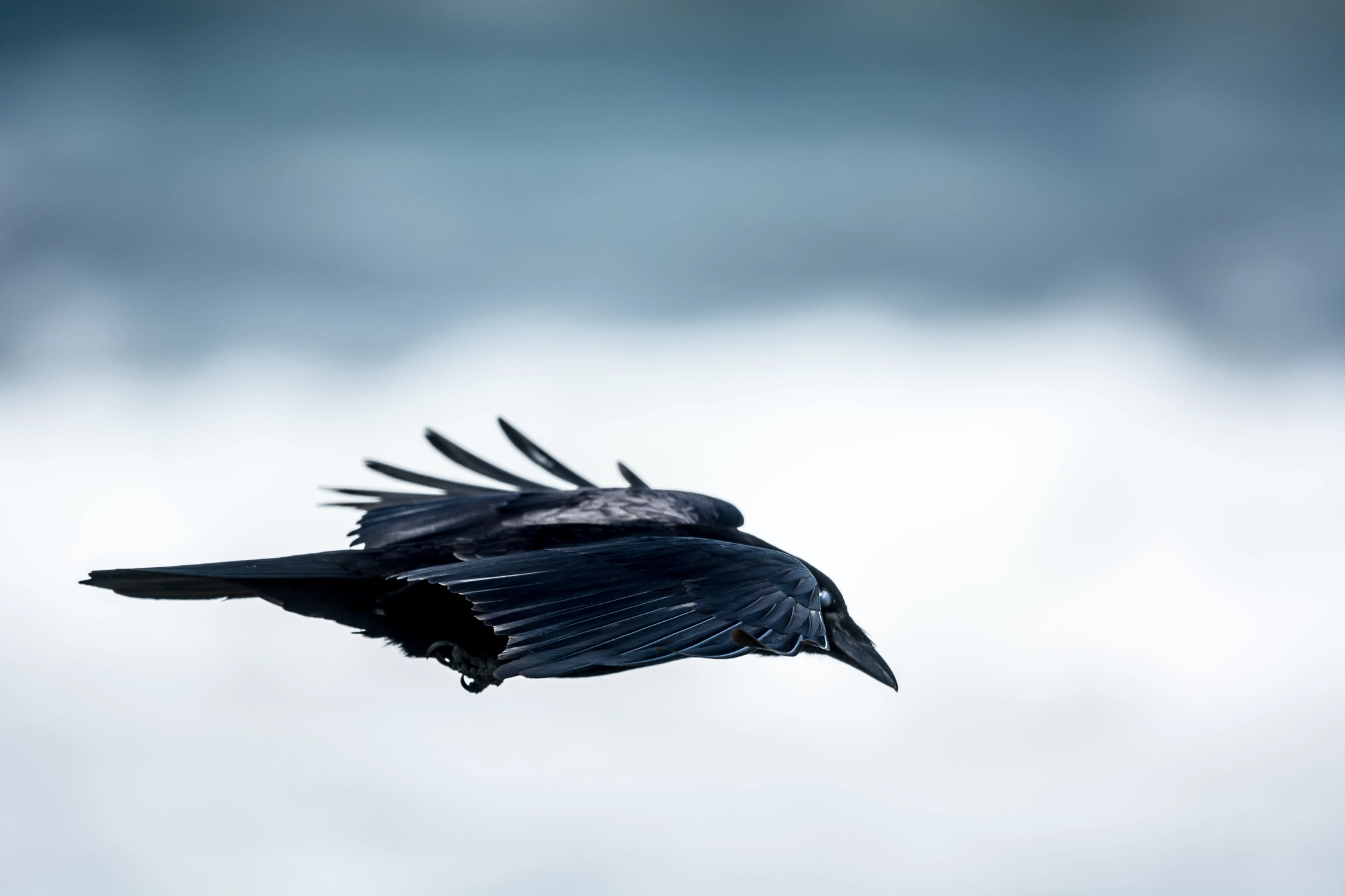 Nikon Nikkor AF-S 300mm F4E PF ED VR sample photo. Crow photography