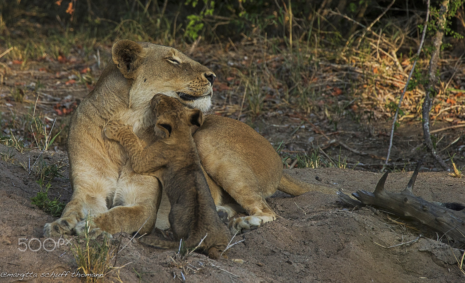 Tamron SP 150-600mm F5-6.3 Di VC USD sample photo. Tenderness.. photography