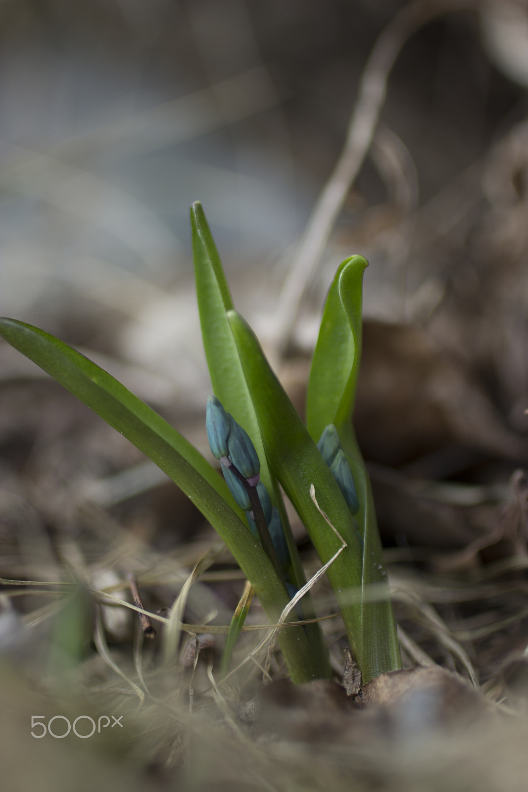 Canon EOS 600D (Rebel EOS T3i / EOS Kiss X5) + Canon EF 50mm F2.5 Macro sample photo. New life photography