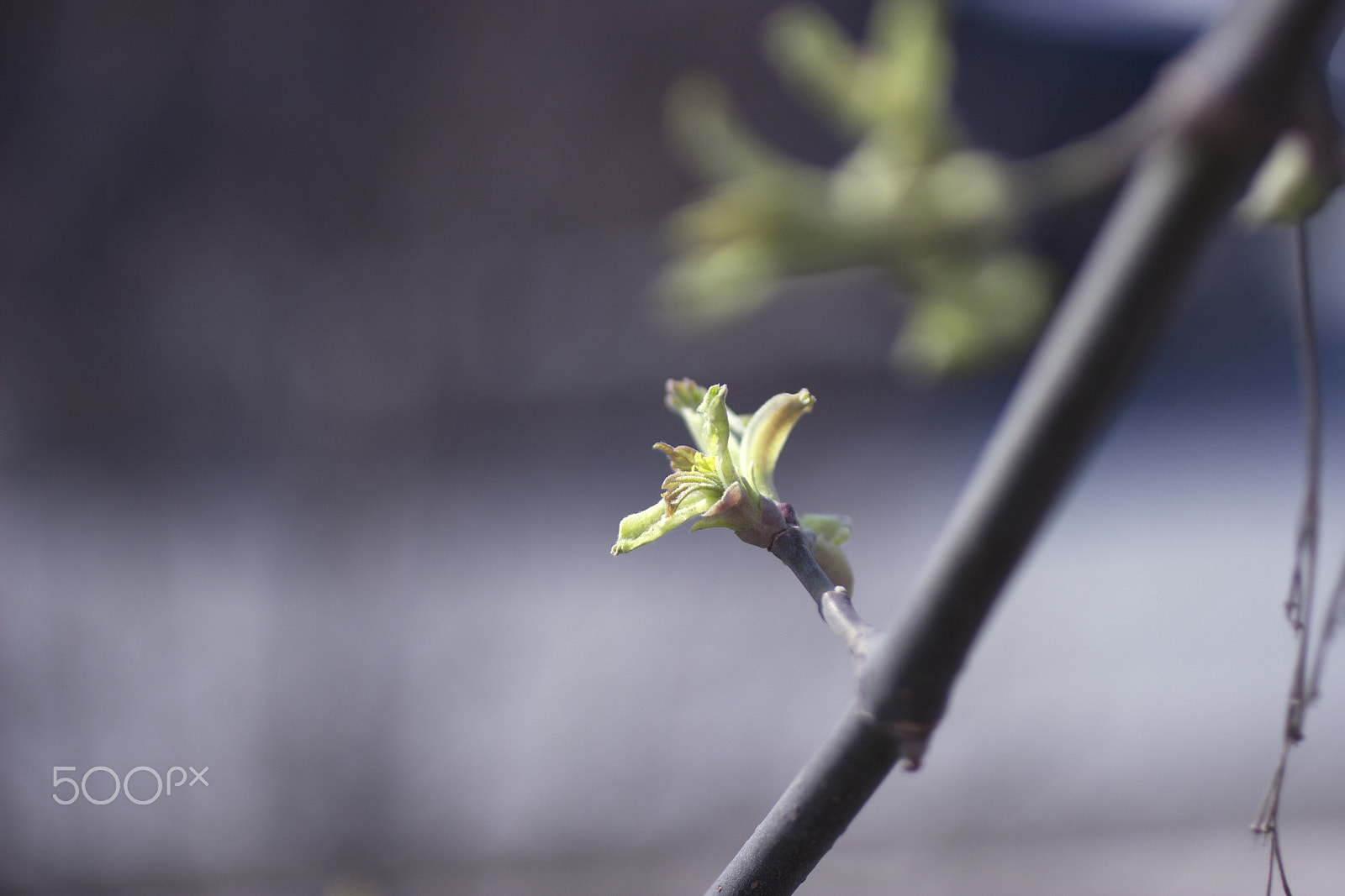 Canon EF 50mm F2.5 Macro sample photo. Grow up photography