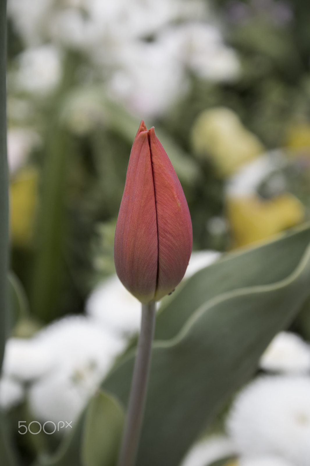 Canon EF-S 18-55mm F3.5-5.6 sample photo. Closed tulip photography