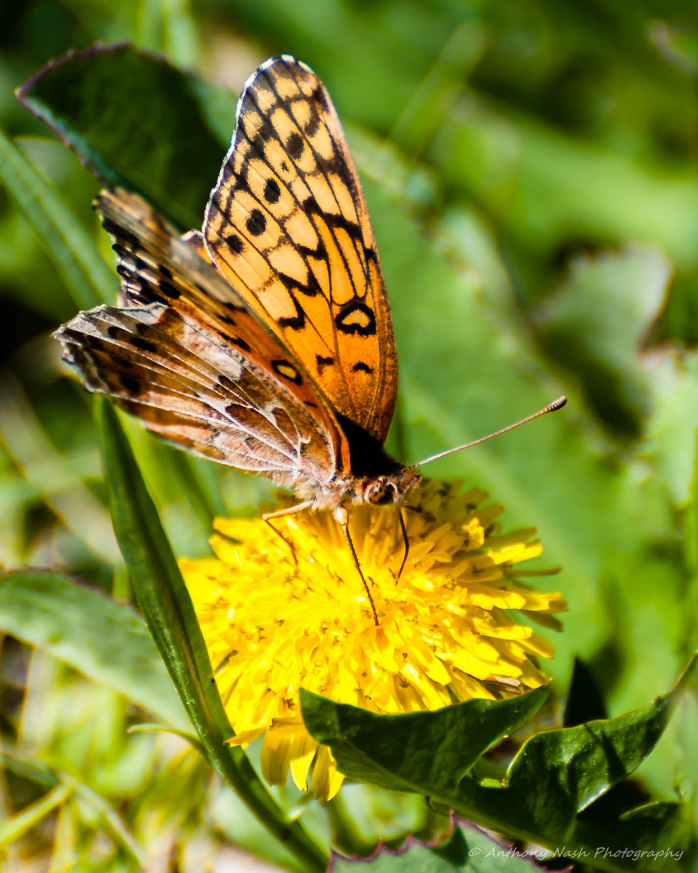 Nikon D3 sample photo. Backyard butterfly photography