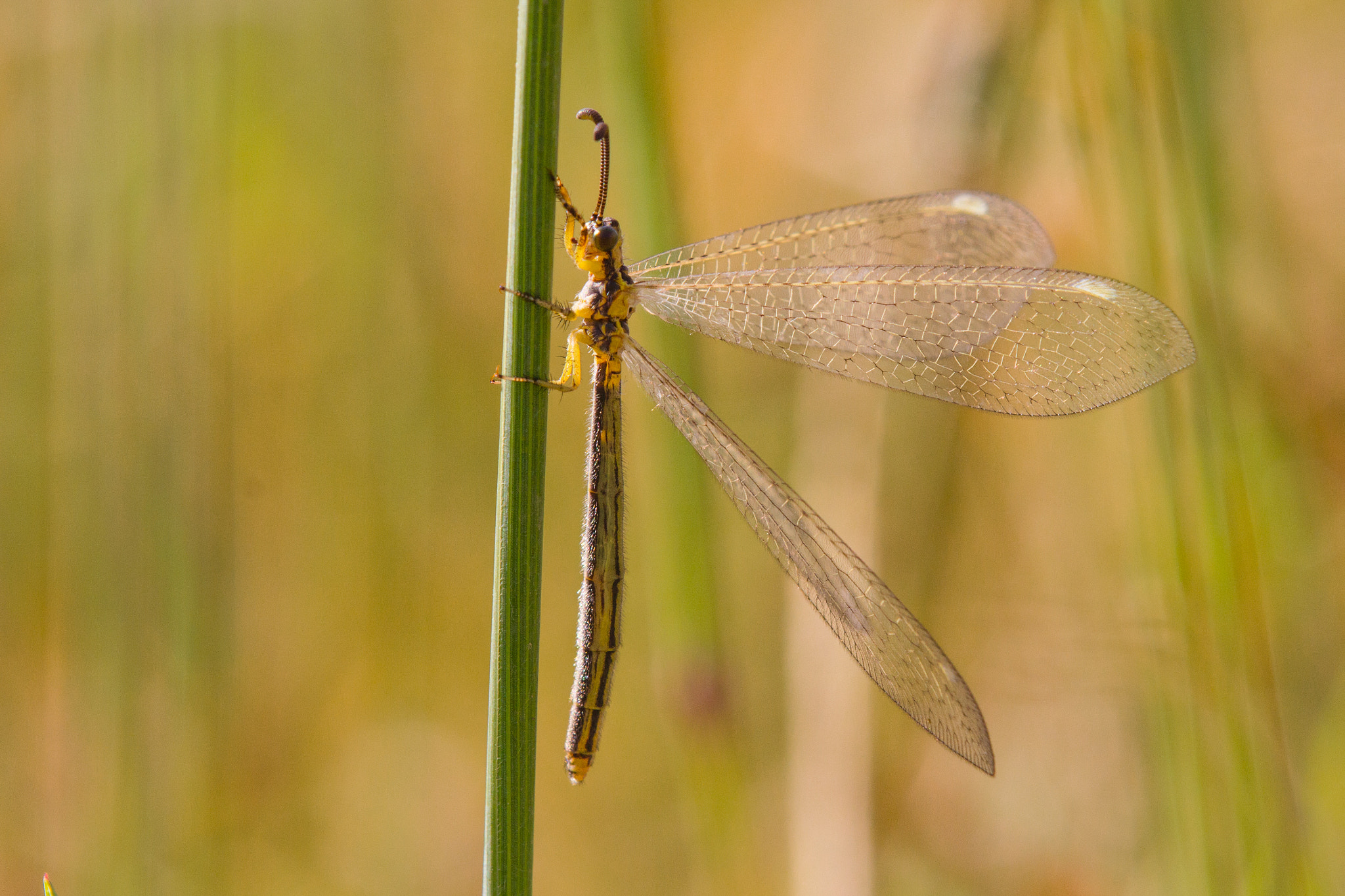 Tamron SP AF 180mm F3.5 Di LD (IF) Macro sample photo. Antlion photography