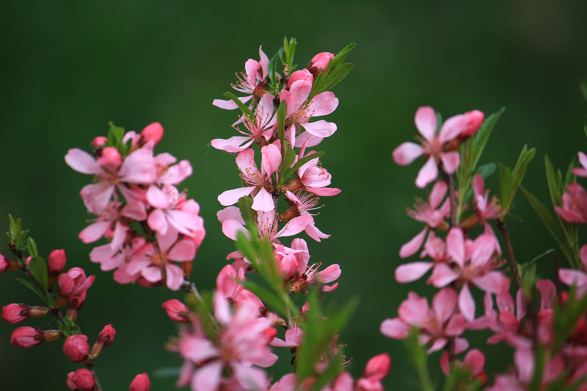 Canon EF-S 55-250mm F4-5.6 IS sample photo. Nature photography