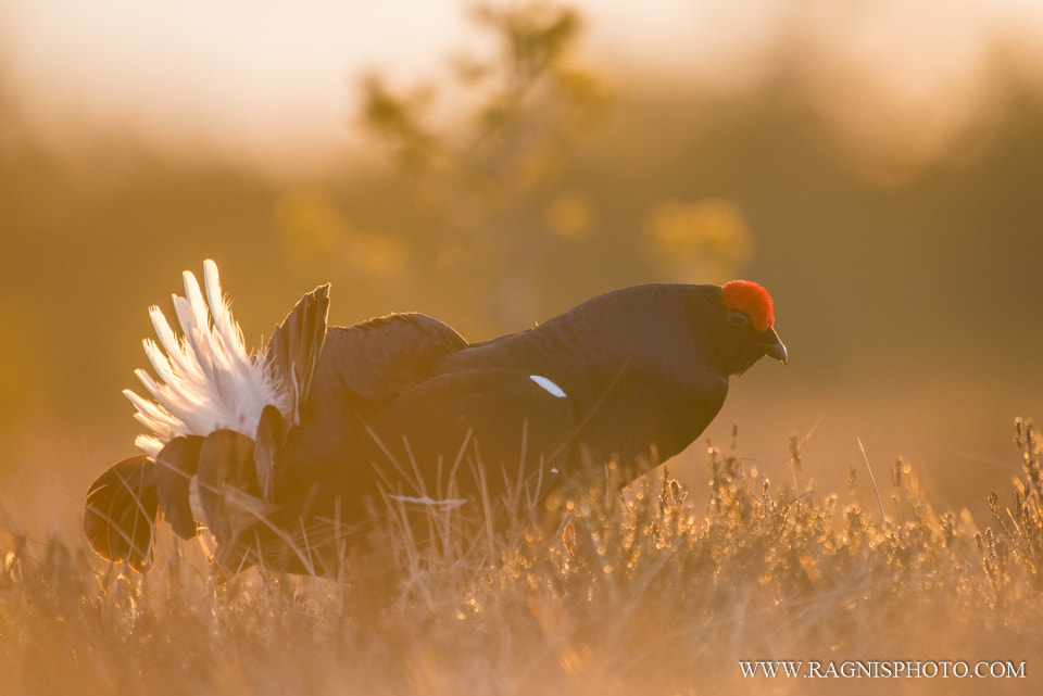 Nikon AF-S Nikkor 300mm F2.8G ED VR II sample photo. Black grouse in the morning light photography