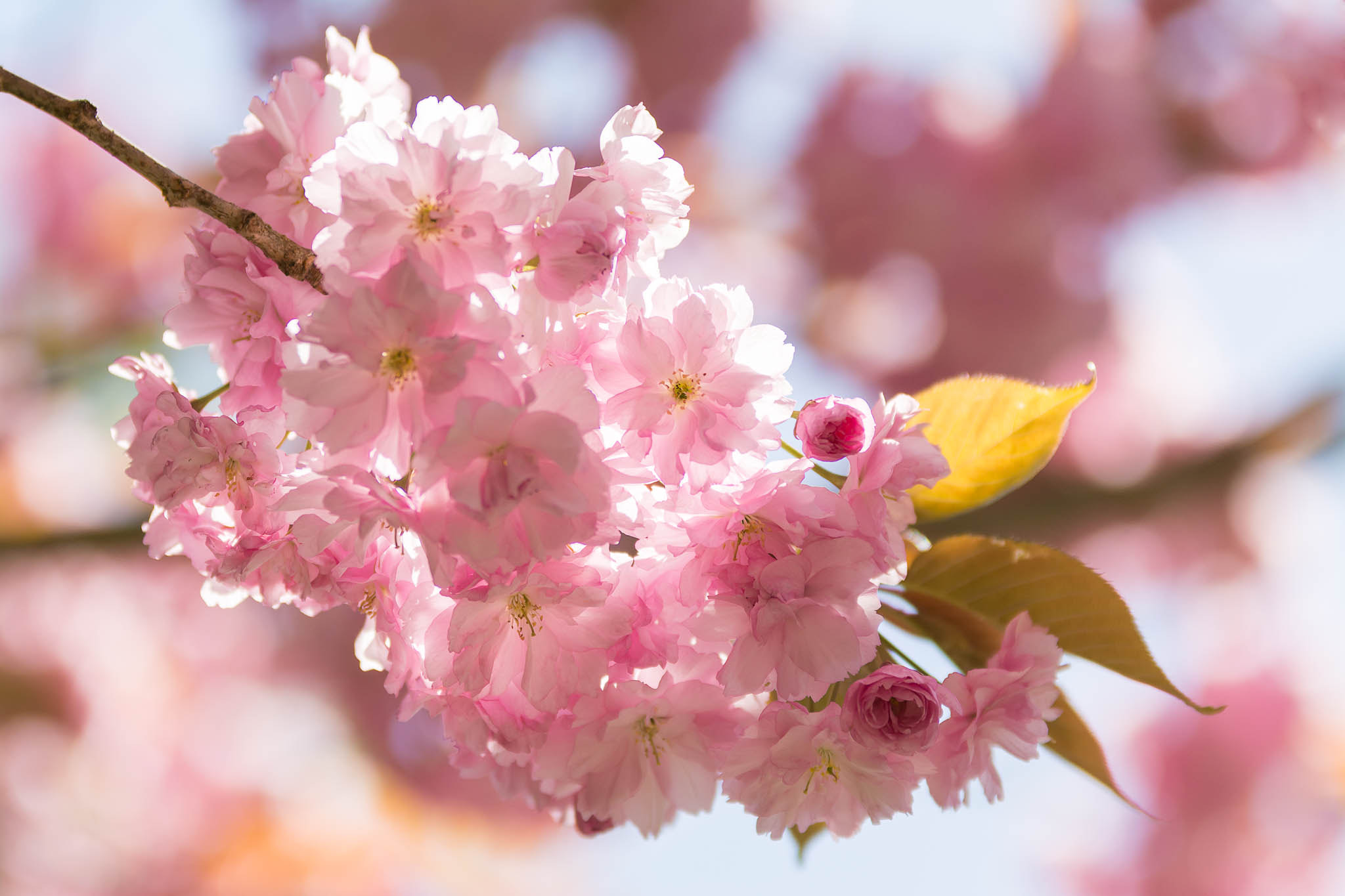 Sigma 70-200mm F2.8 EX DG OS HSM sample photo. Cherry blossoms photography