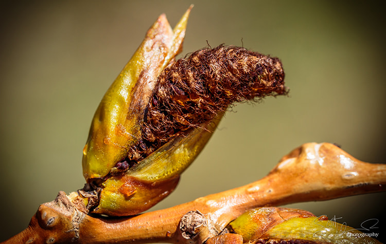 Tamron SP AF 60mm F2 Di II LD IF Macro sample photo. The caterpillar... photography