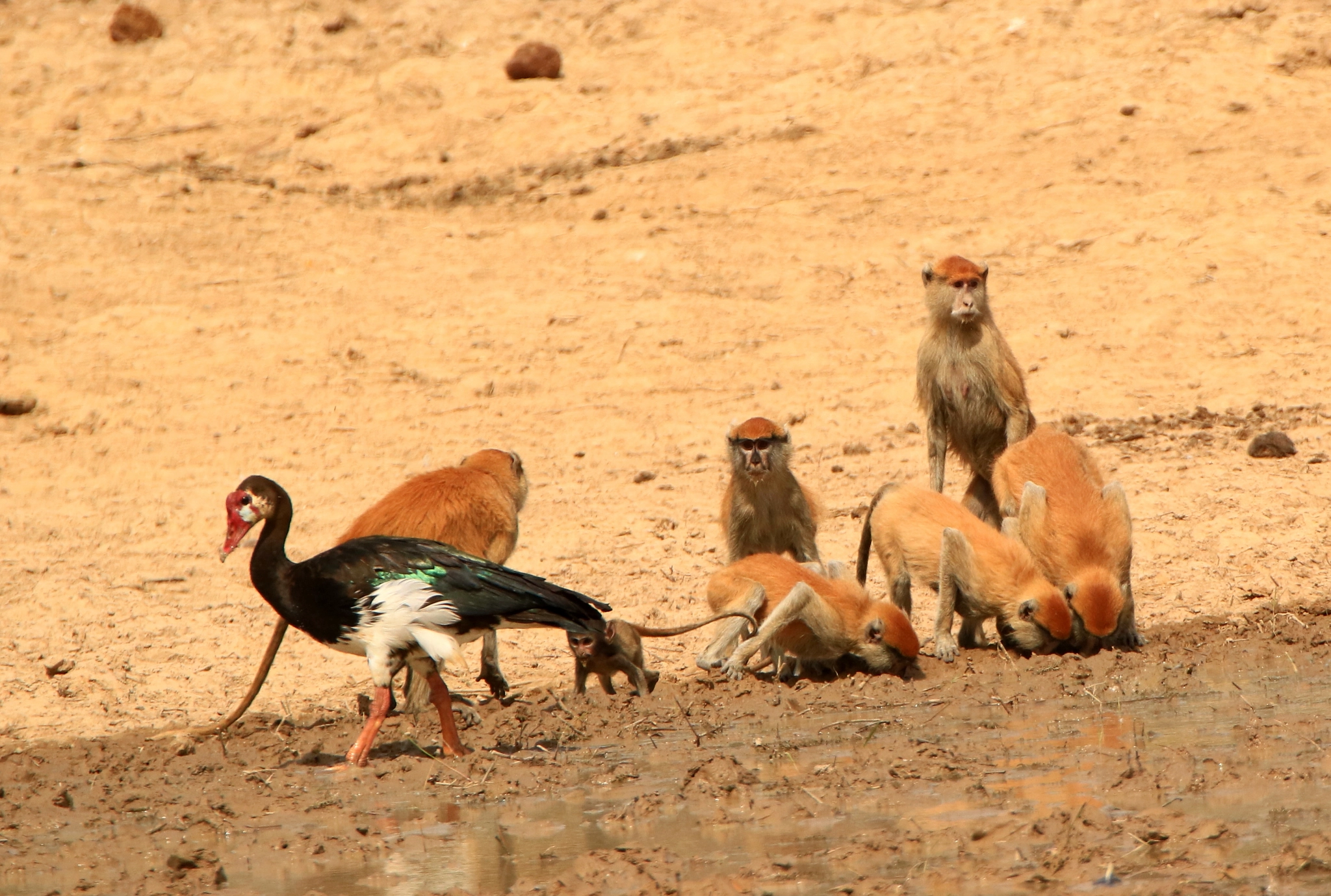 Tamron SP 150-600mm F5-6.3 Di VC USD sample photo. Patas family photography