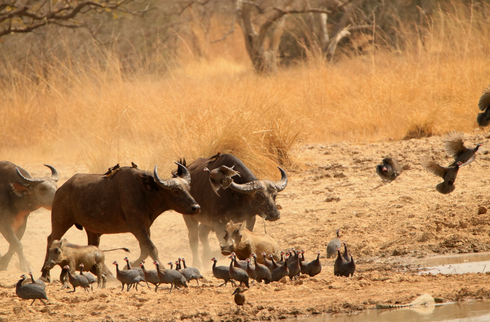Tamron SP 150-600mm F5-6.3 Di VC USD sample photo. Thirsty buffalo photography