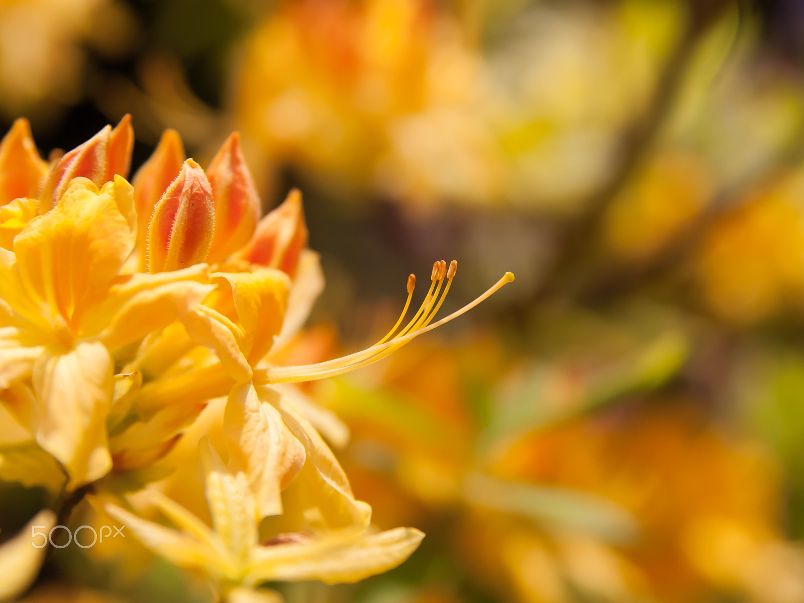 Nikon D80 sample photo. Photo quest: bokeh photography