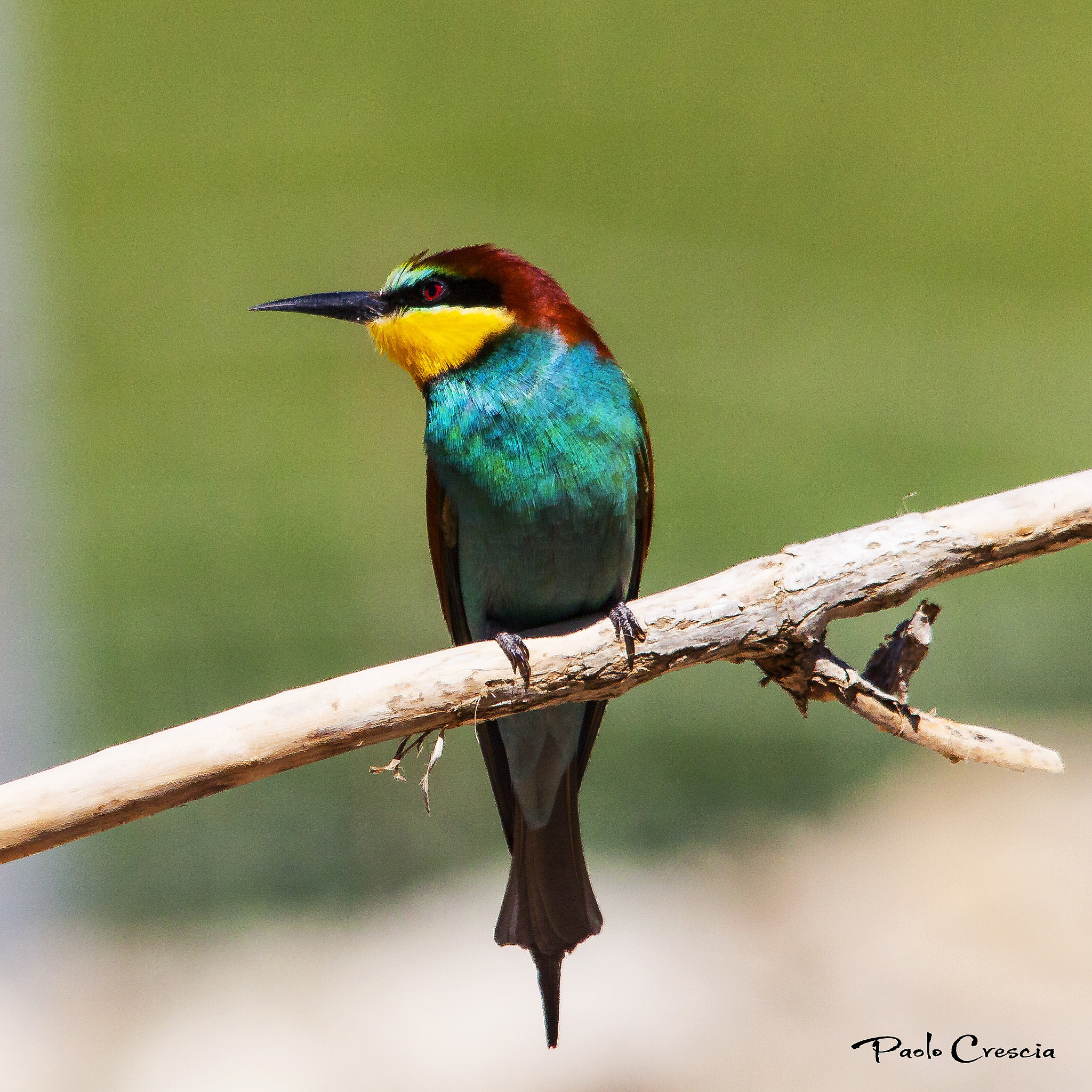 Sigma 150-500mm F5-6.3 DG OS HSM sample photo. Gruccione photography