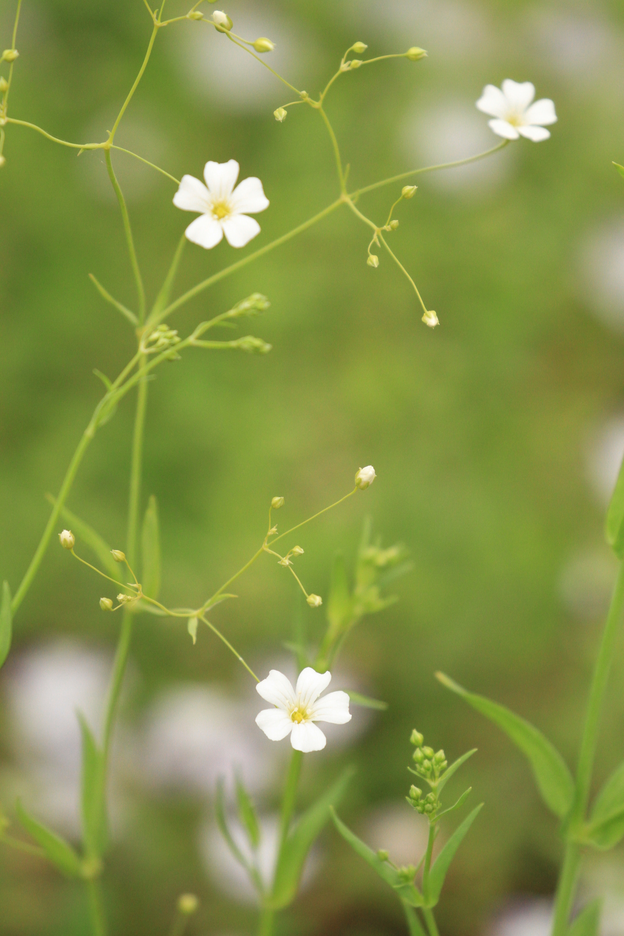 Canon EF 100-400mm F4.5-5.6L IS II USM sample photo. 道端な咲いた 小さな花 photography