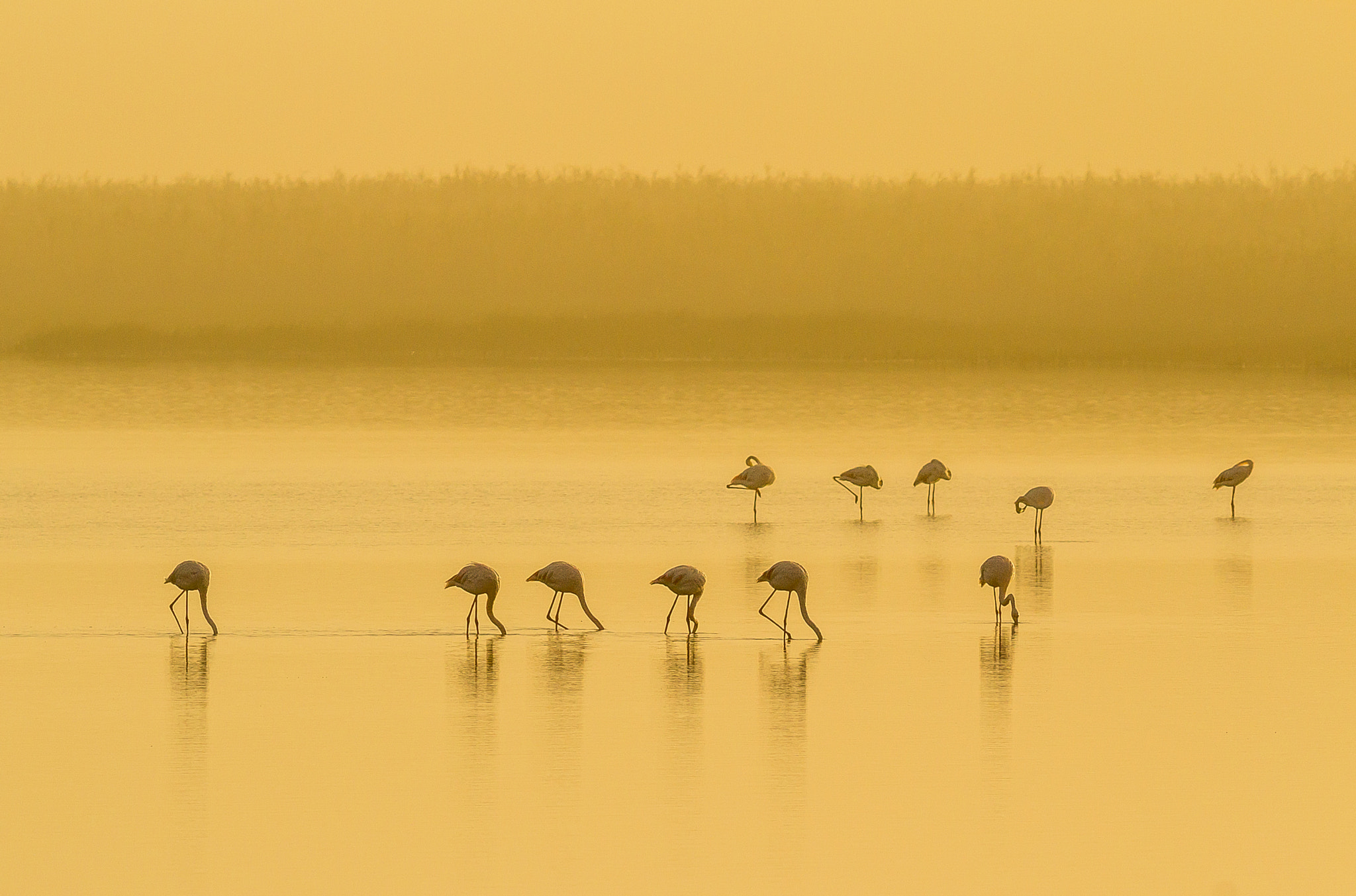 Canon EOS 1200D (EOS Rebel T5 / EOS Kiss X70 / EOS Hi) + Canon EF 400mm F5.6L USM sample photo. Flamingos at dawn photography