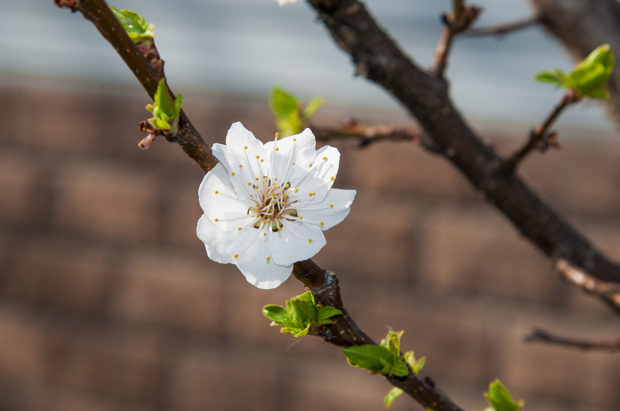 Nikon D300S sample photo. Цветущий абрикос photography