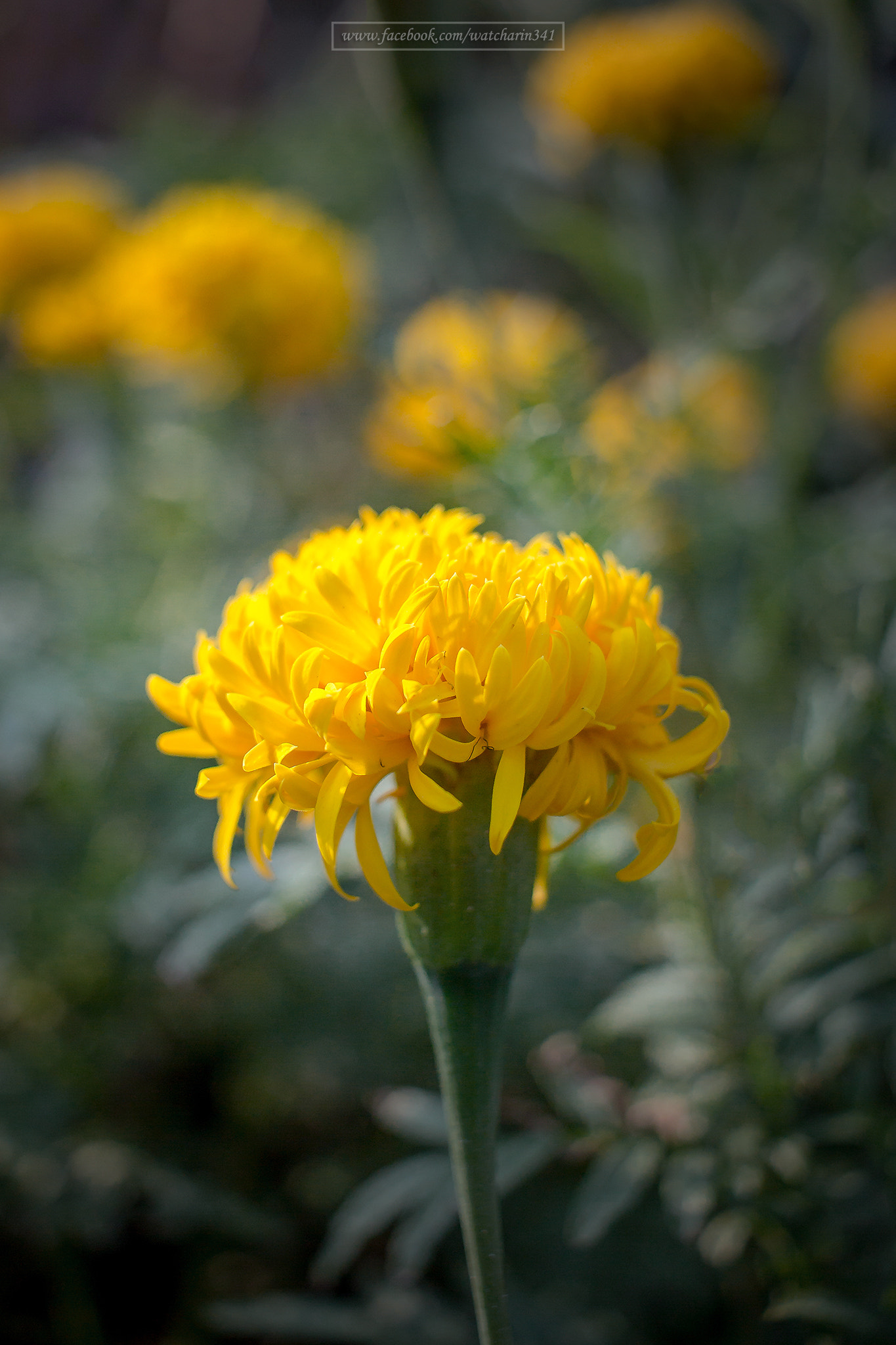 Canon EOS 600D (Rebel EOS T3i / EOS Kiss X5) + Canon EF-S 24mm F2.8 STM sample photo. Marigold photography