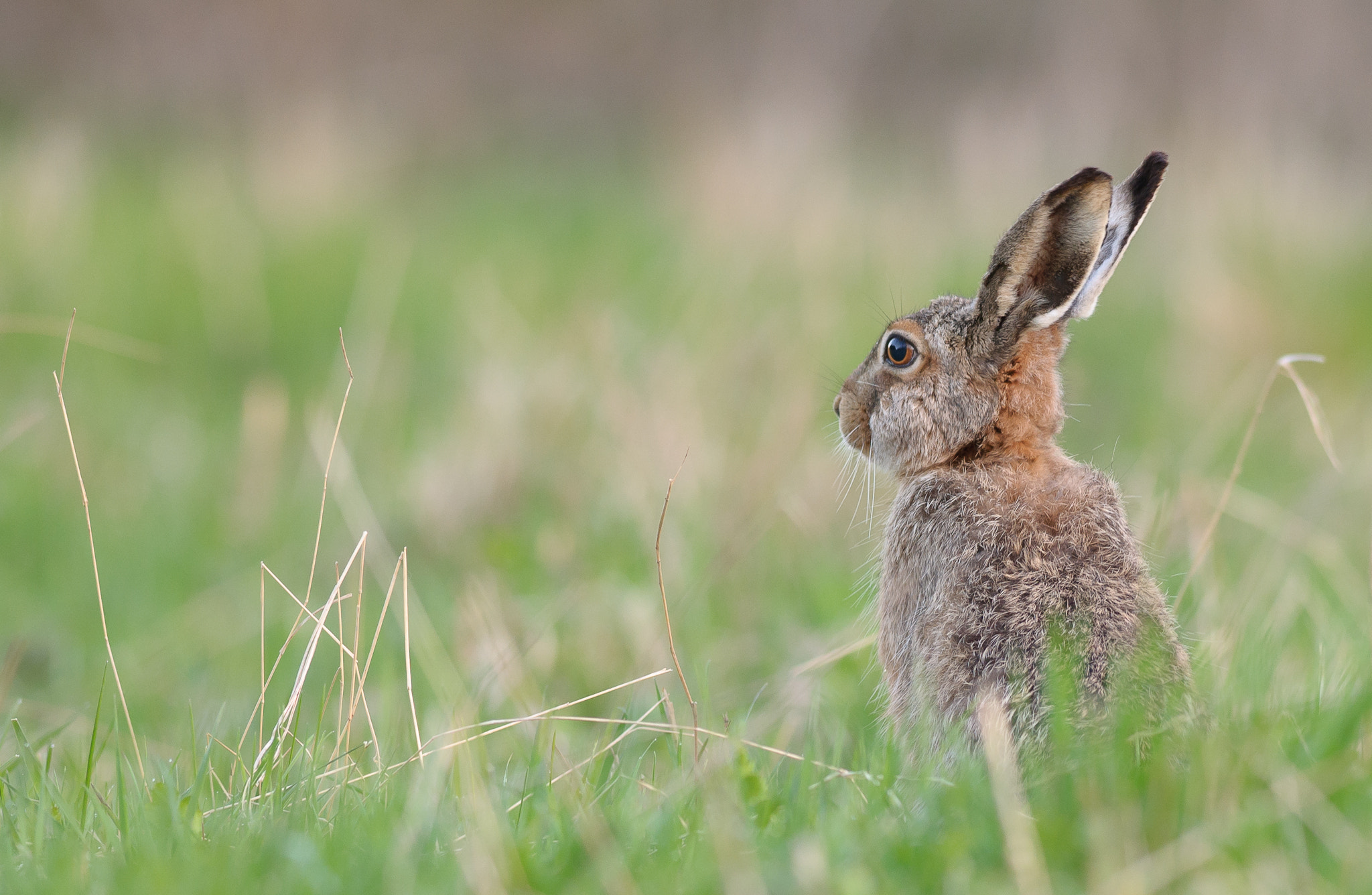 Nikon AF-S Nikkor 300mm F2.8G ED VR II sample photo. Brown hare photography