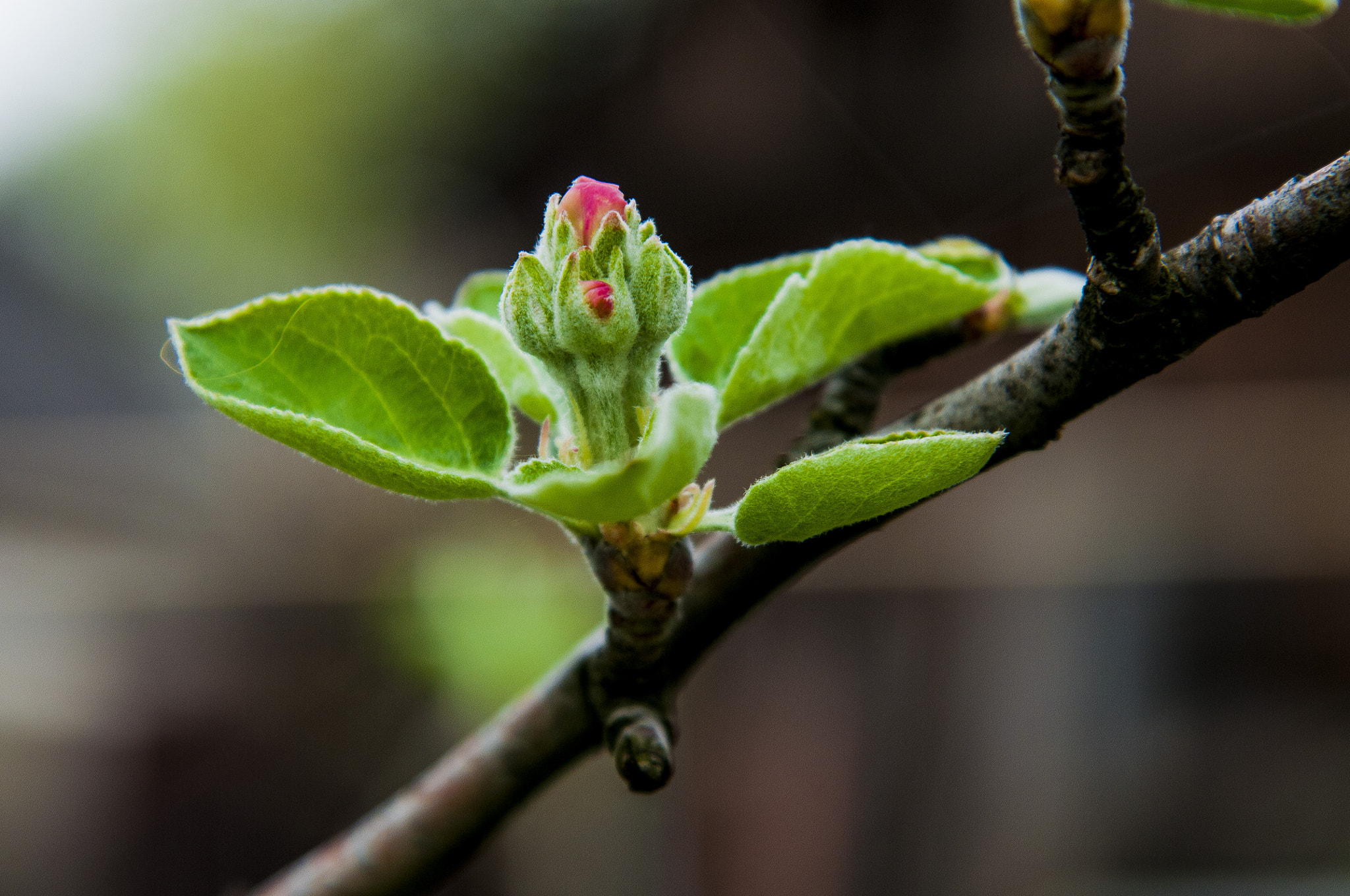 Nikon D300S sample photo. Цветущая яблоня photography