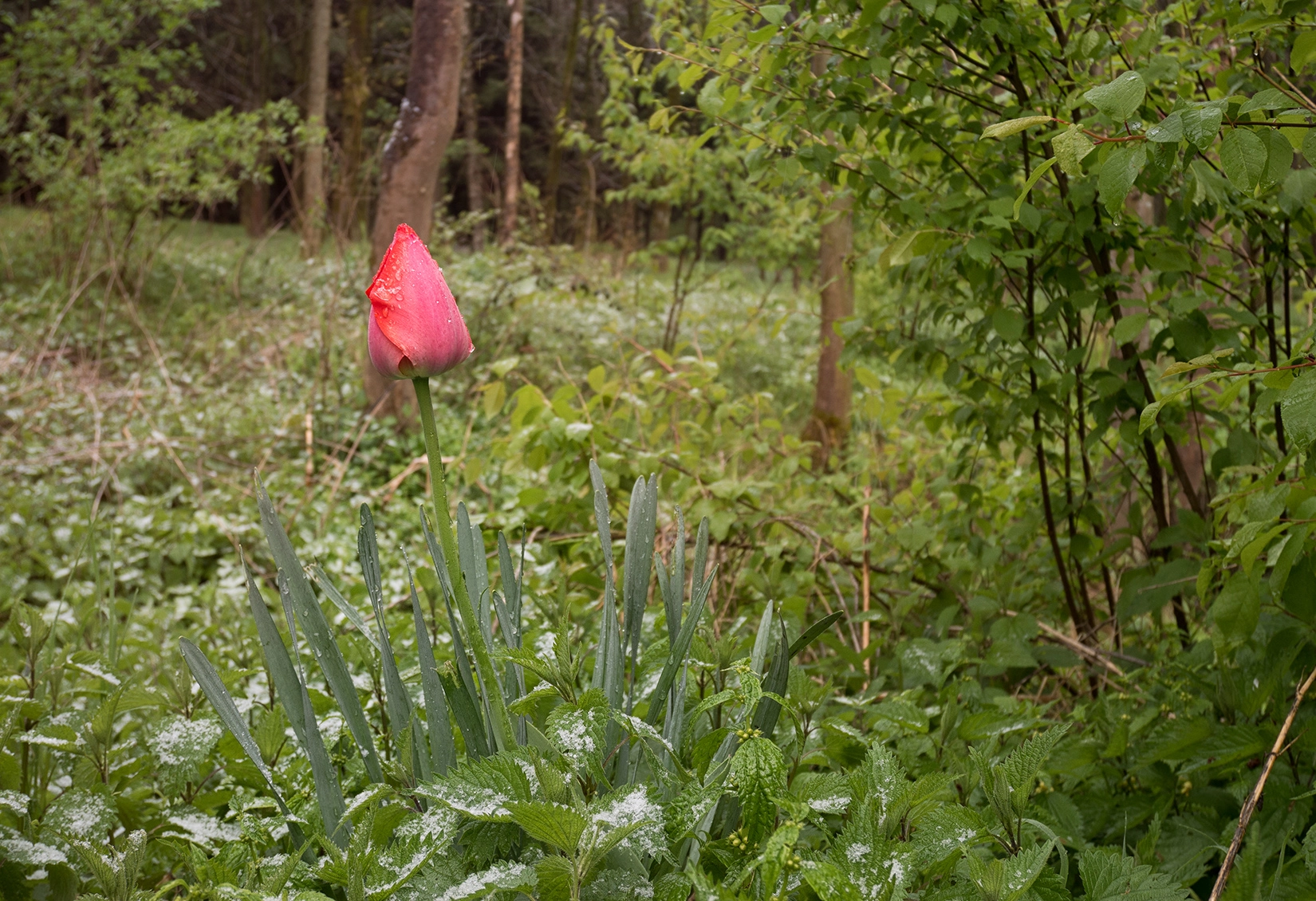 Panasonic Lumix DMC-GX7 sample photo. Lonesome flower photography