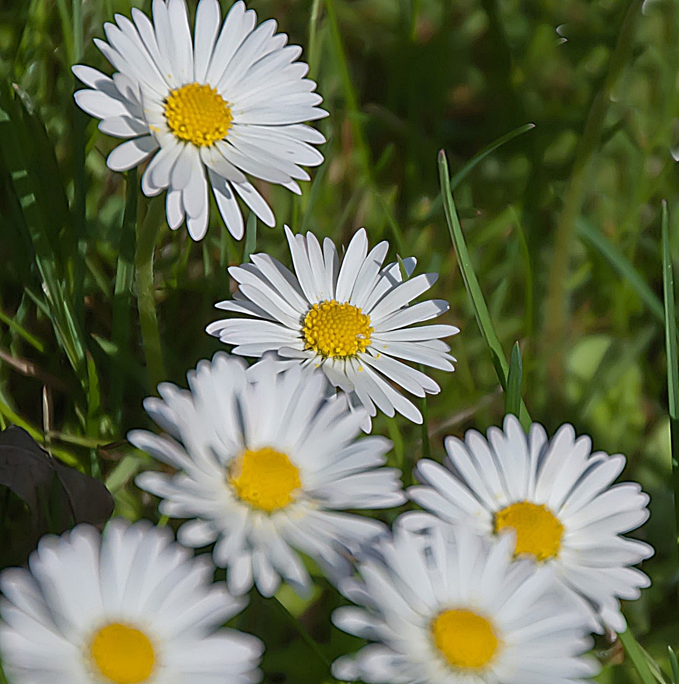 Sony Alpha DSLR-A300 + DT 18-270mm F3.5-6.3 SSM sample photo. Stokrotki2 photography