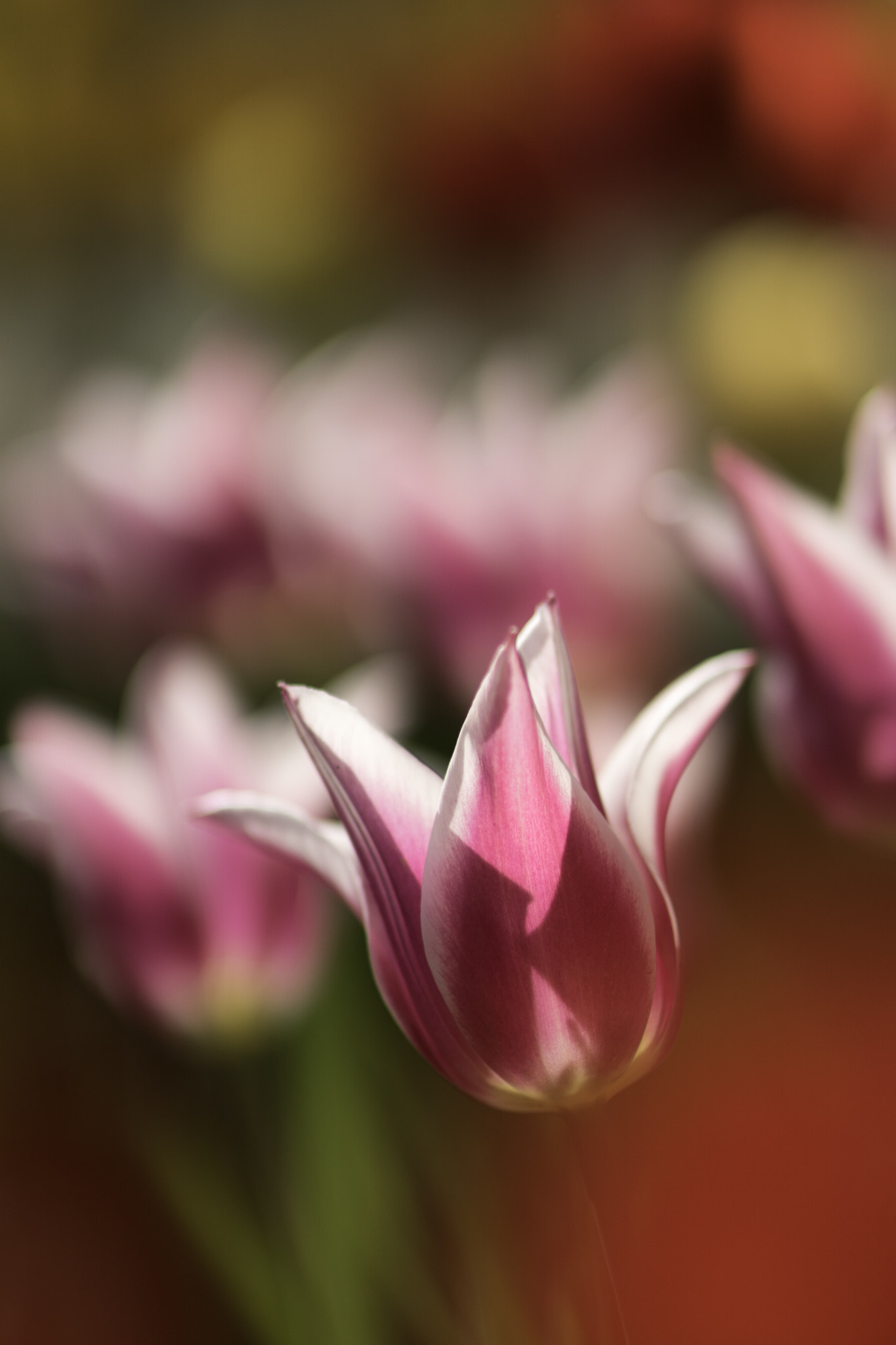 Sony ILCA-77M2 + Sigma 85mm F1.4 EX DG HSM sample photo. Tulips 2 photography