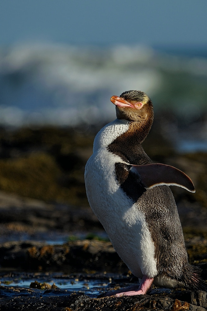 Nikon D700 + Sigma APO 100-300mm F4 EX IF HSM sample photo. I'm the man photography