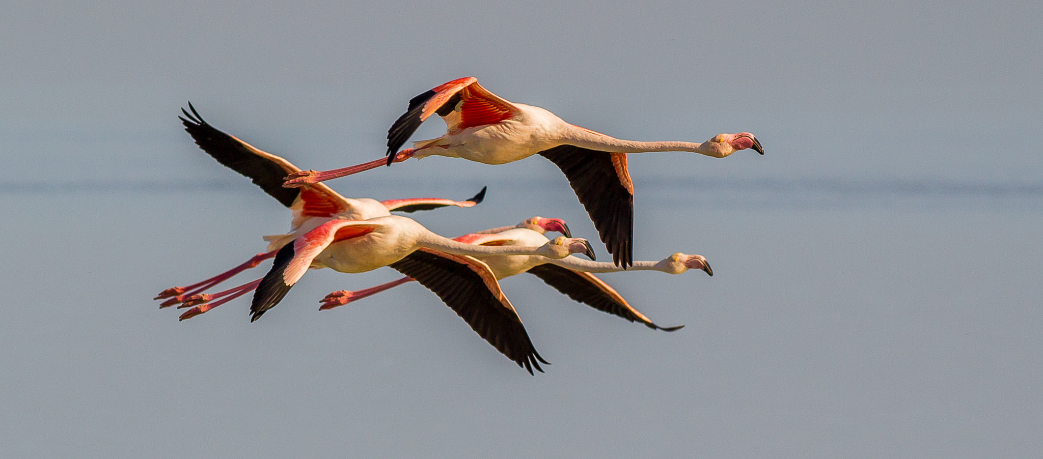 Canon EOS 1200D (EOS Rebel T5 / EOS Kiss X70 / EOS Hi) + Canon EF 400mm F5.6L USM sample photo. Flamingos in flight photography