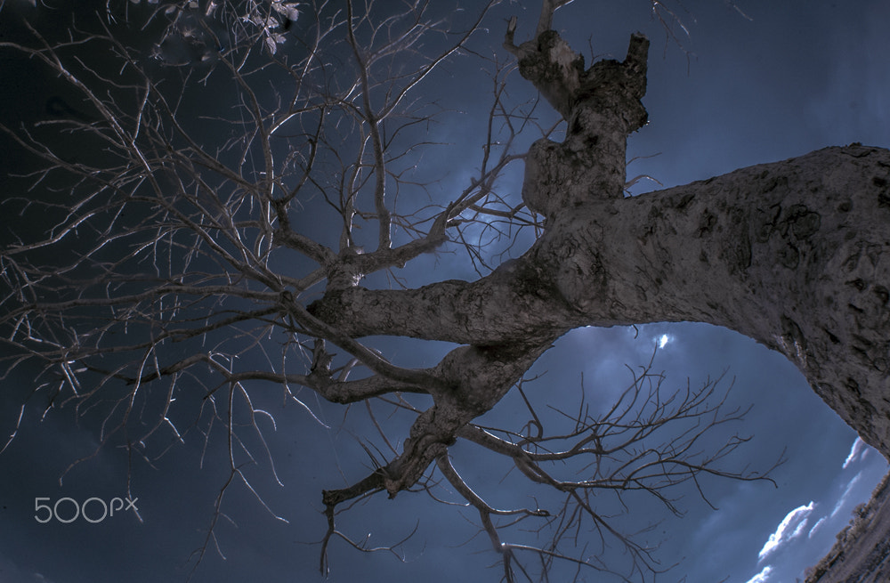 Nikon AF DX Fisheye-Nikkor 10.5mm F2.8G ED sample photo. The haunted tree (infrared 720nm) photography
