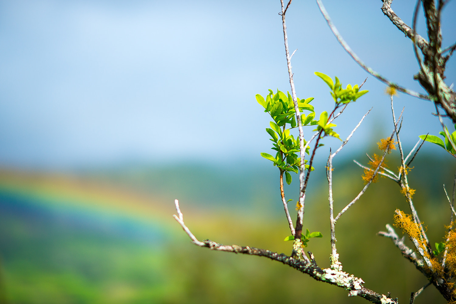 Nikon D800 + Nikon AF Nikkor 105mm F2D DC sample photo. Rainbow photography