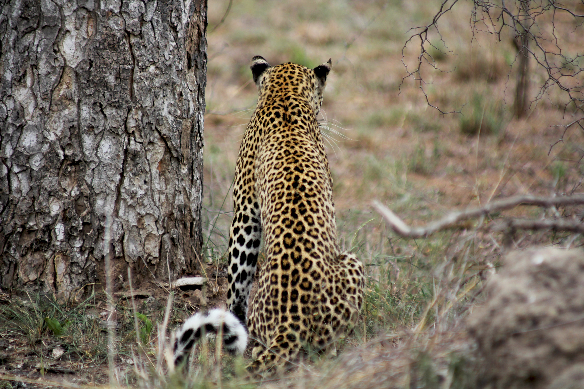 Canon EOS 60D + Canon EF 70-210mm f/4 sample photo. Leopard in south africa photography